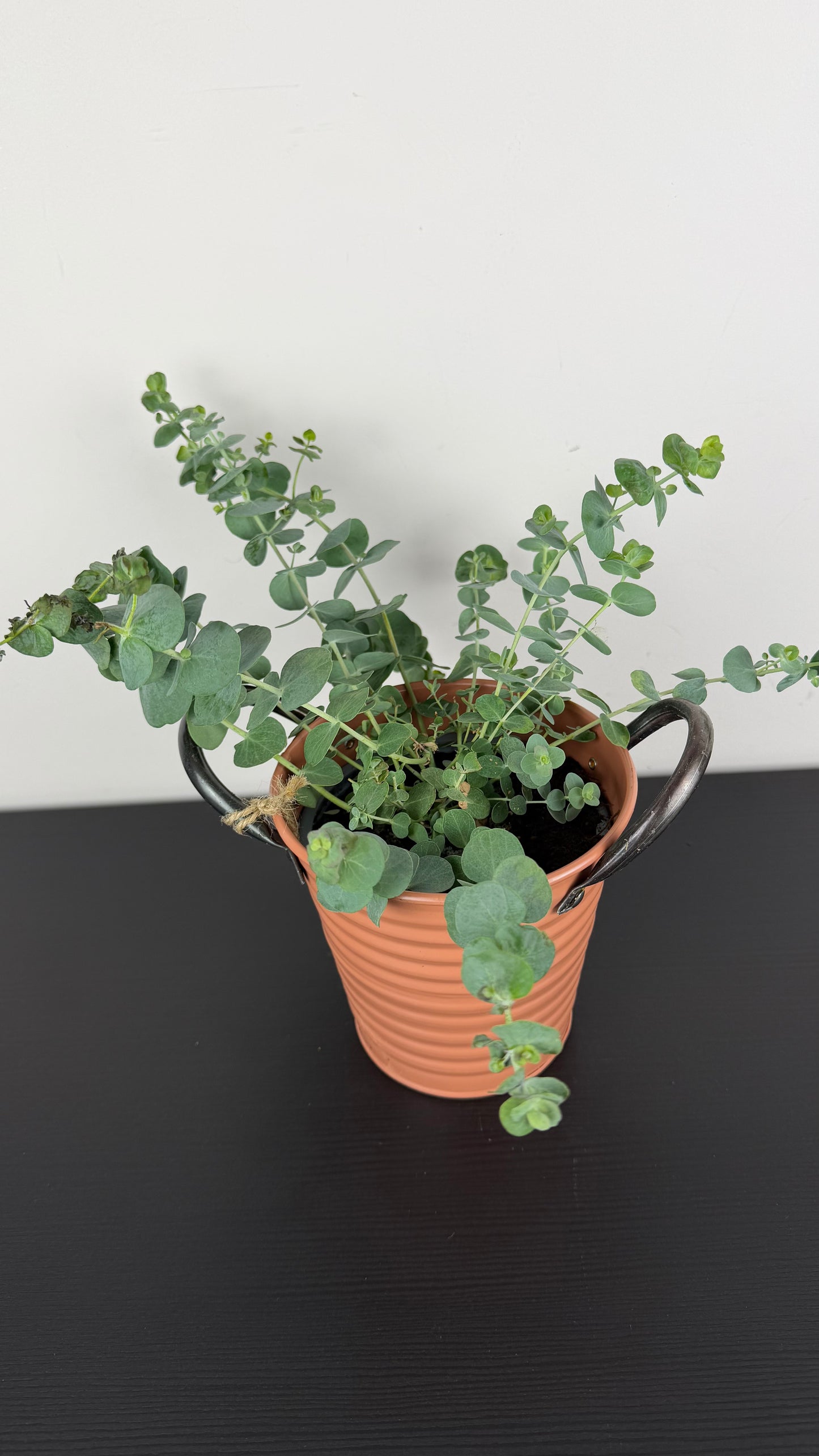 Eucalyptus Gunnii