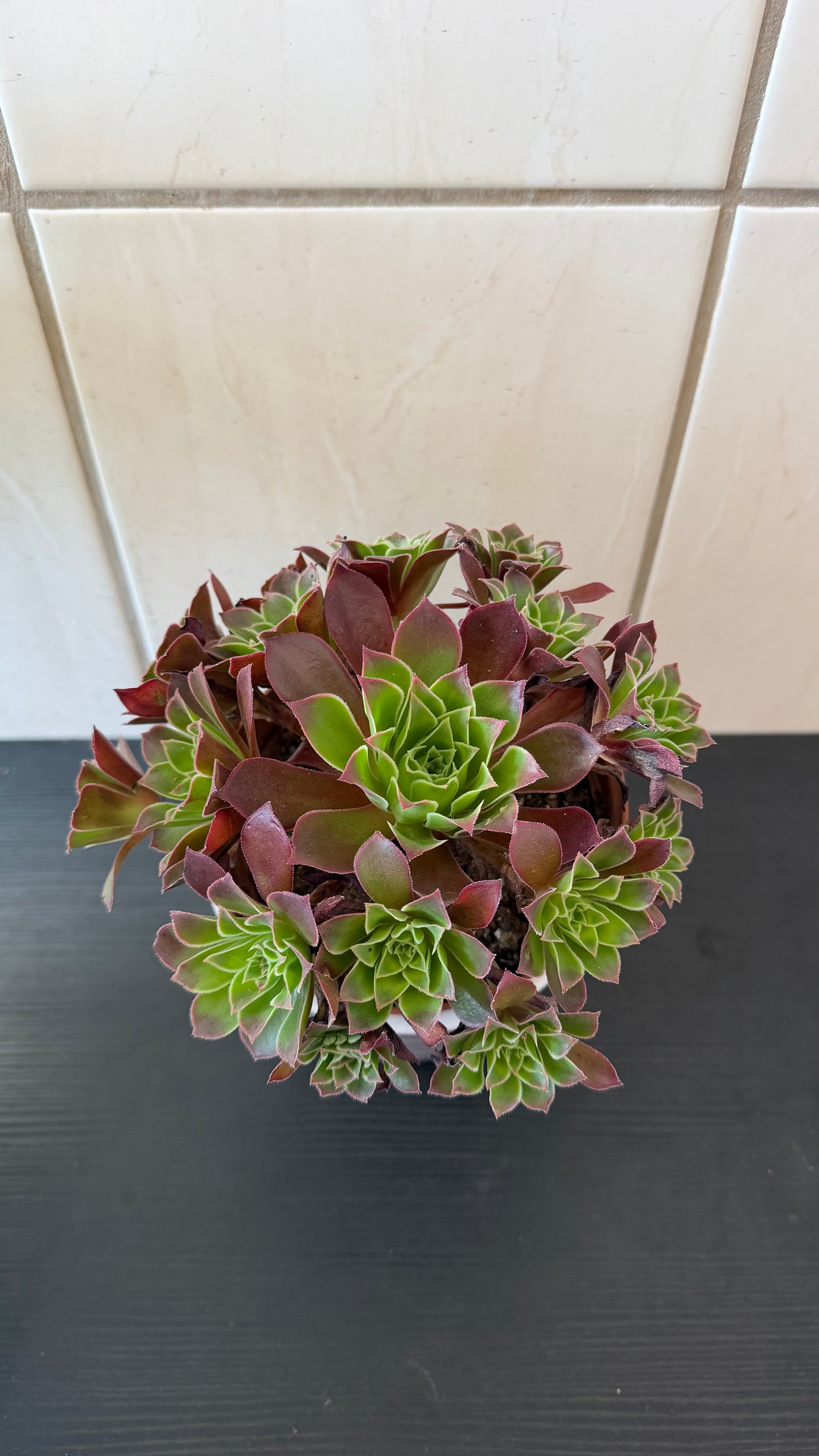 Aeonium 4