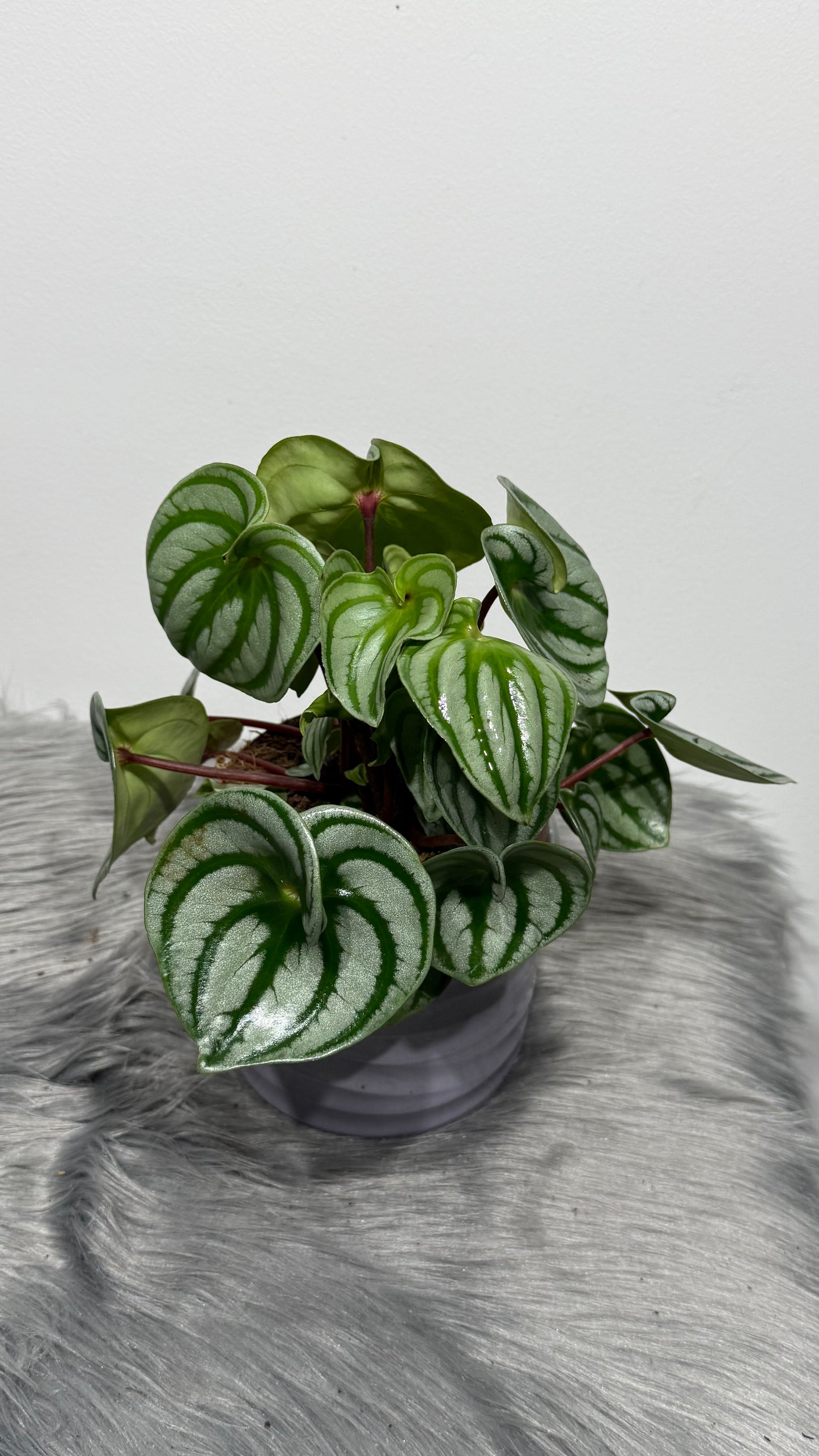 Peperomia Argyreia