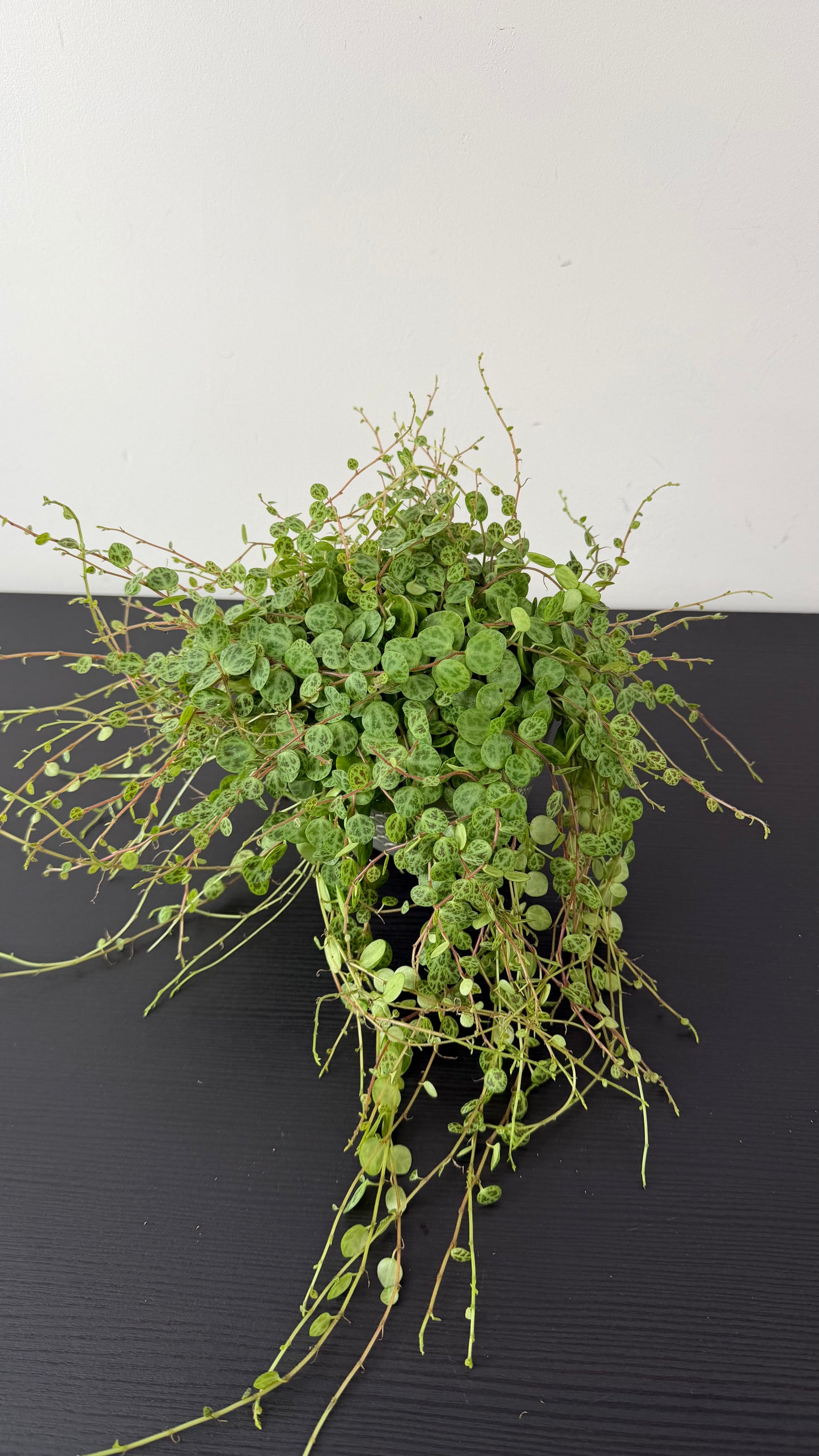 Peperomia prostrata