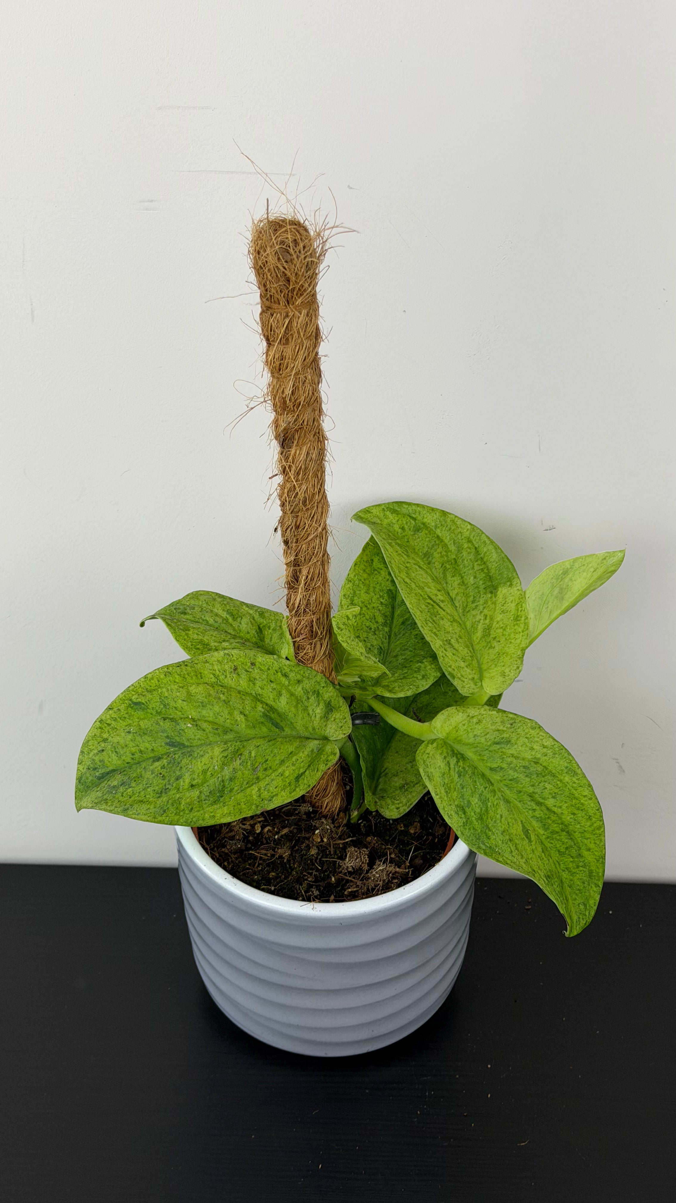Rhaphidophora korthalsii Marble Aurea – www.augi-plants.lv
