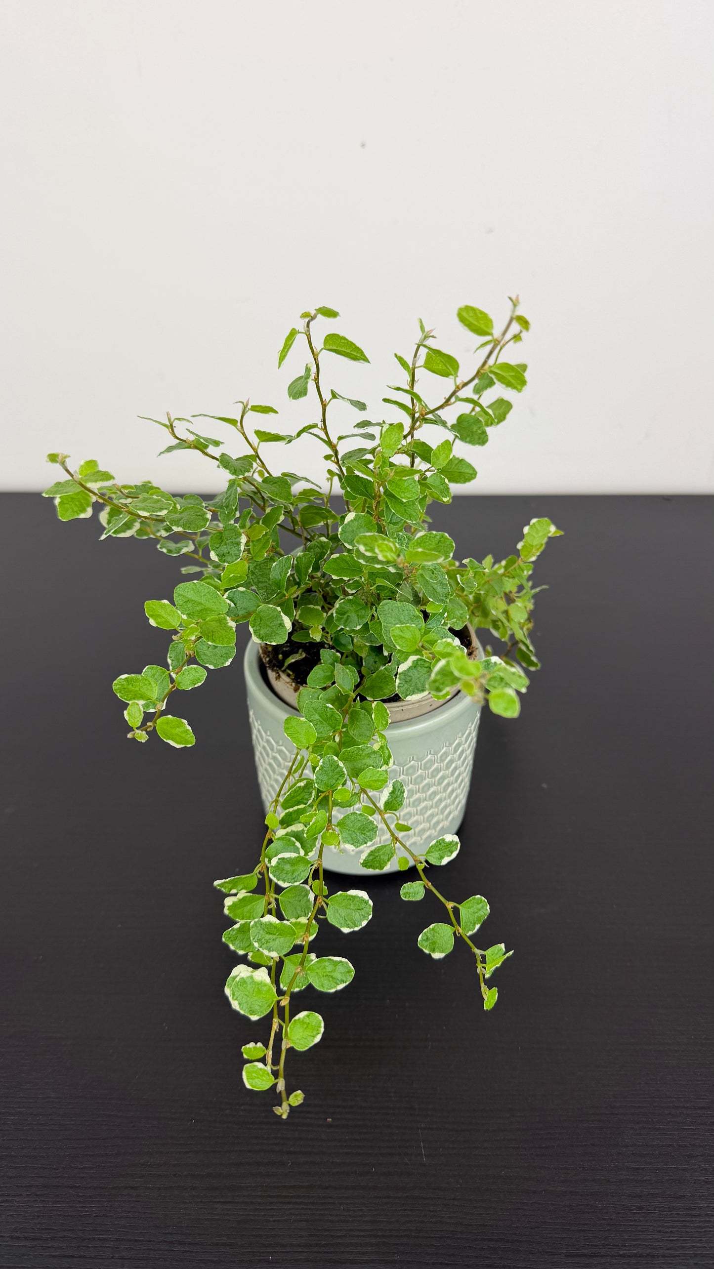Ficus pumila White Sunny