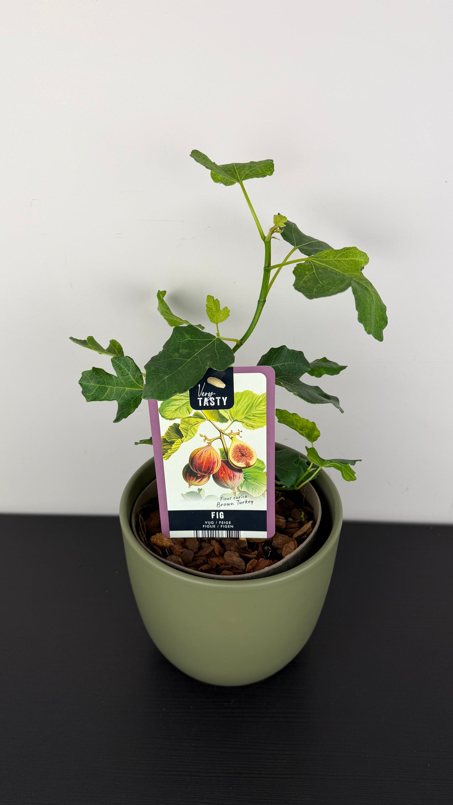 Ficus Carica