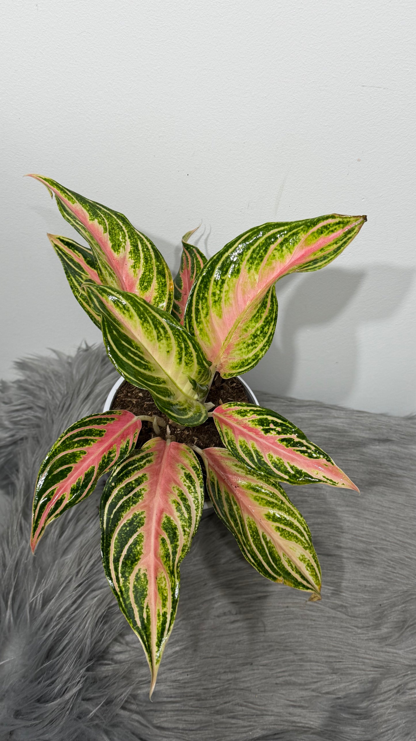Aglaonema 14