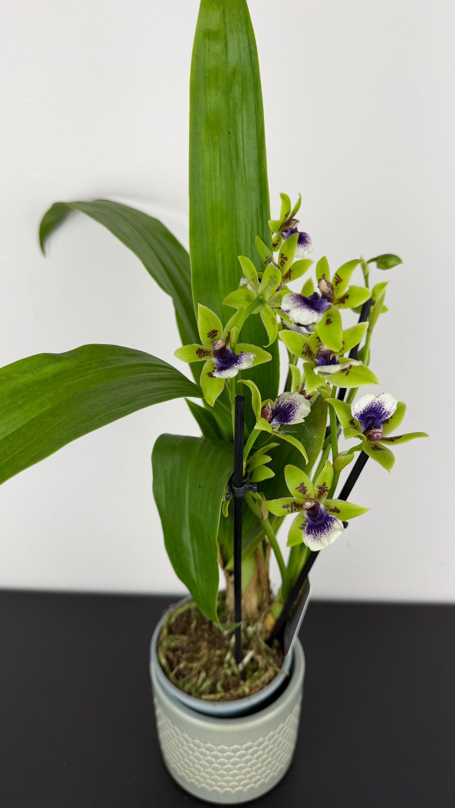 Zygopetalum Louisendorf