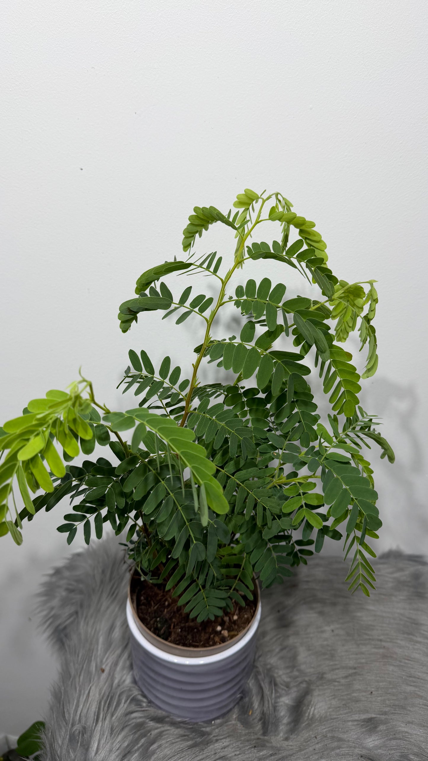 Tamarindus Indica