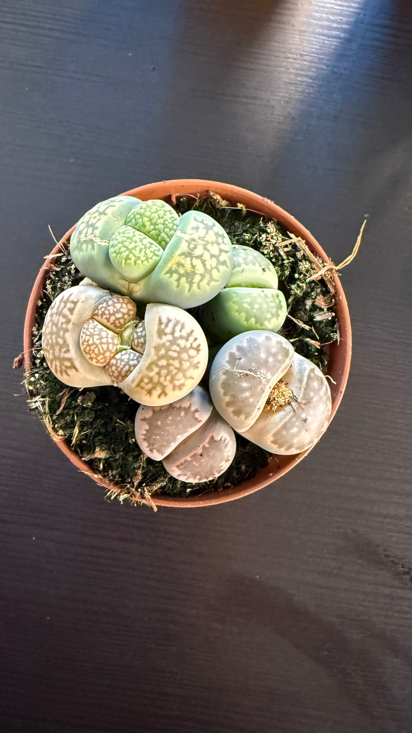 Lithops 2