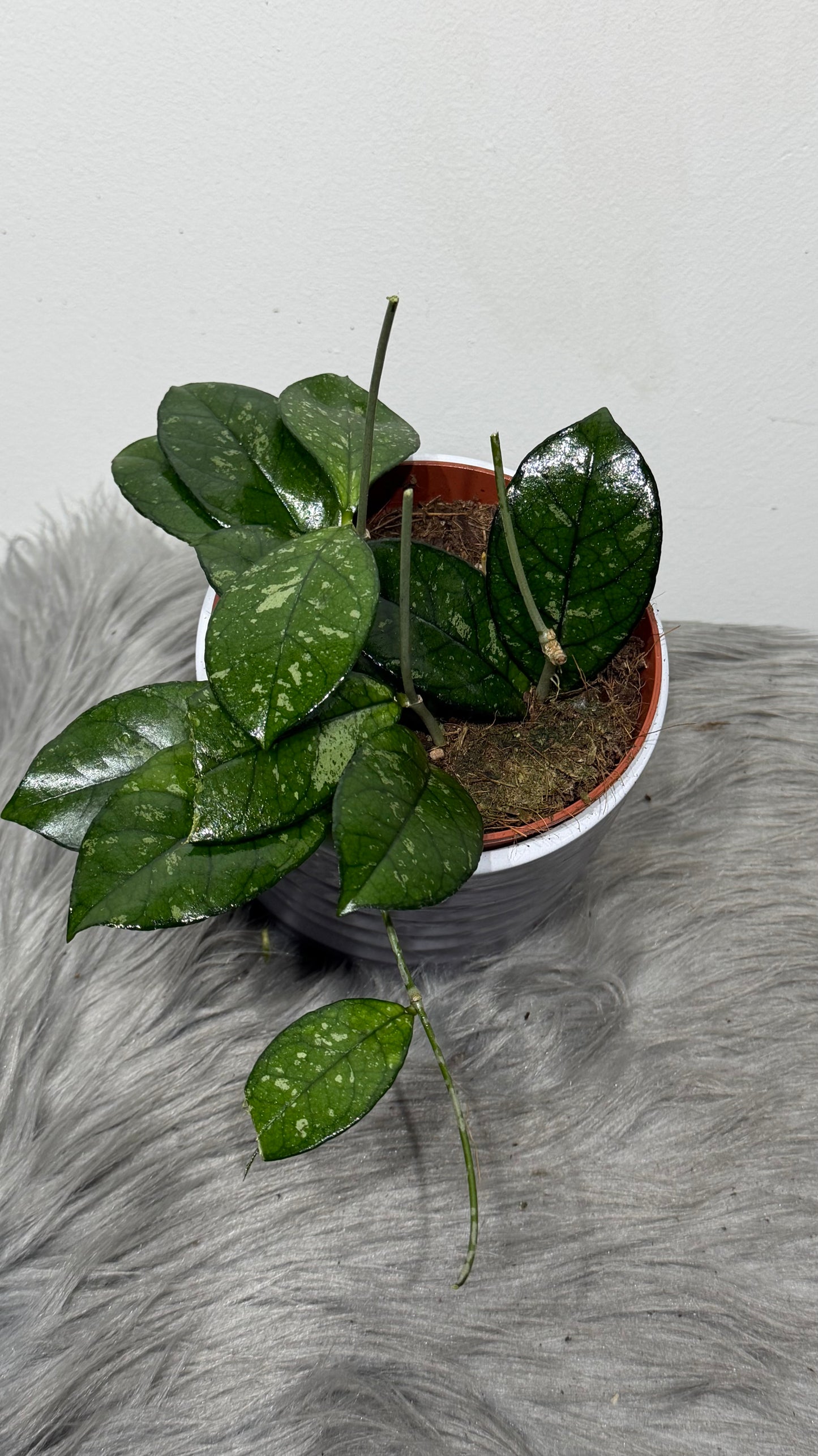 Hoya