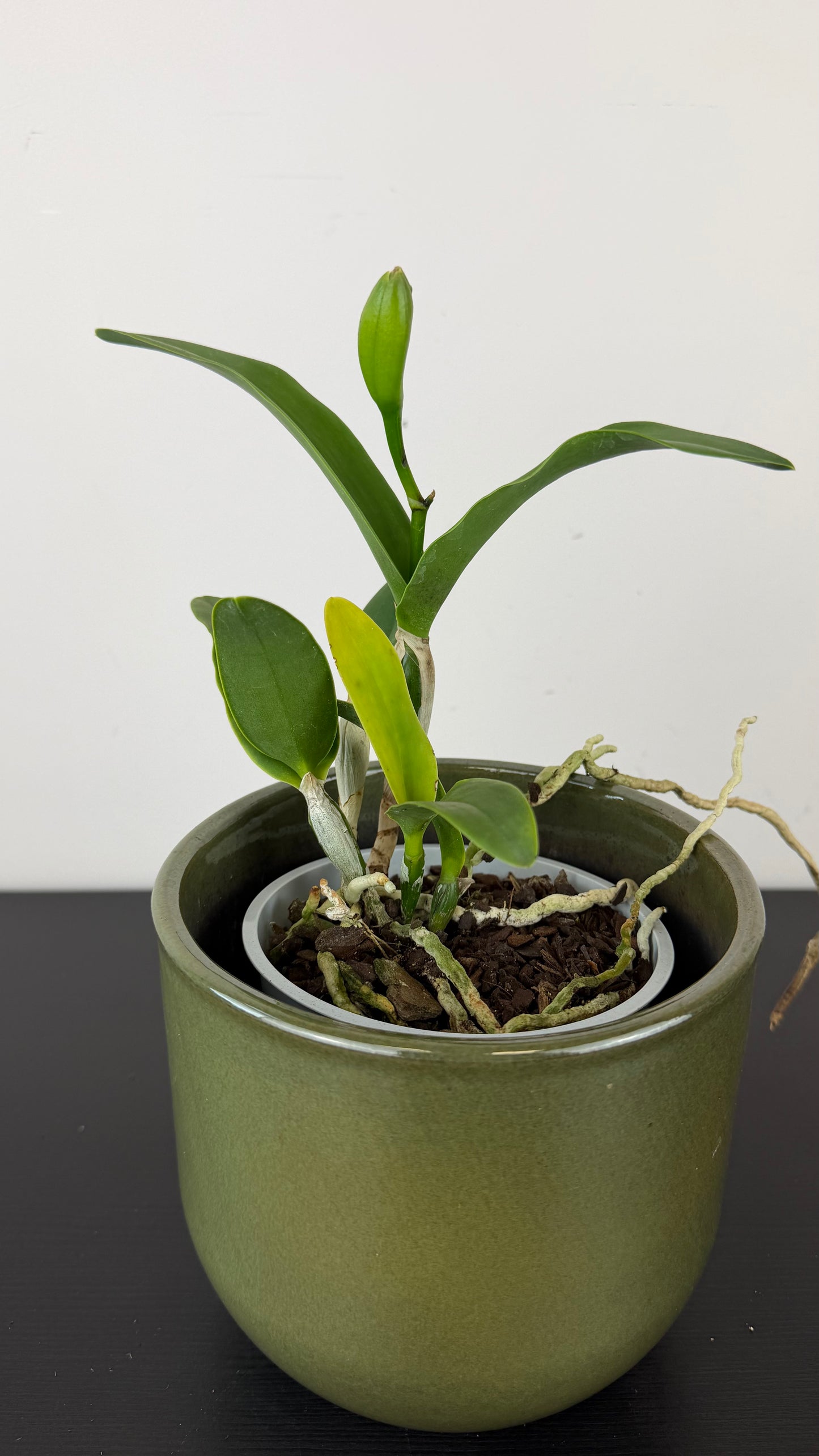 Cattleya Mix