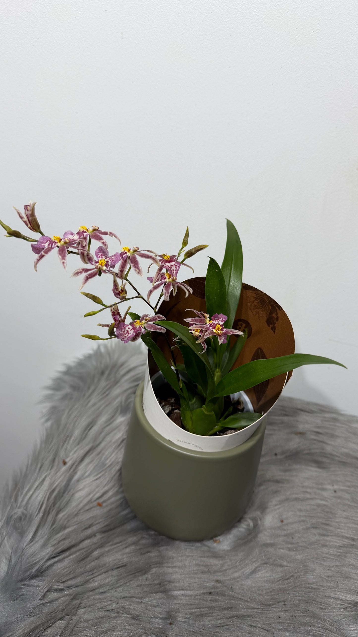 Brassia Summer Dream