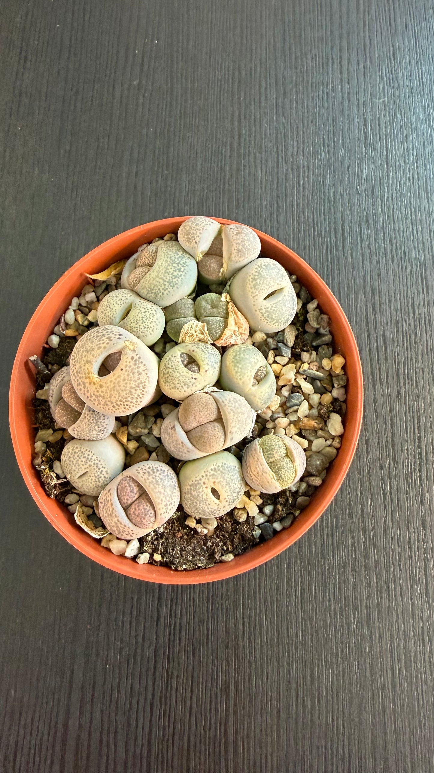 Lithops 9