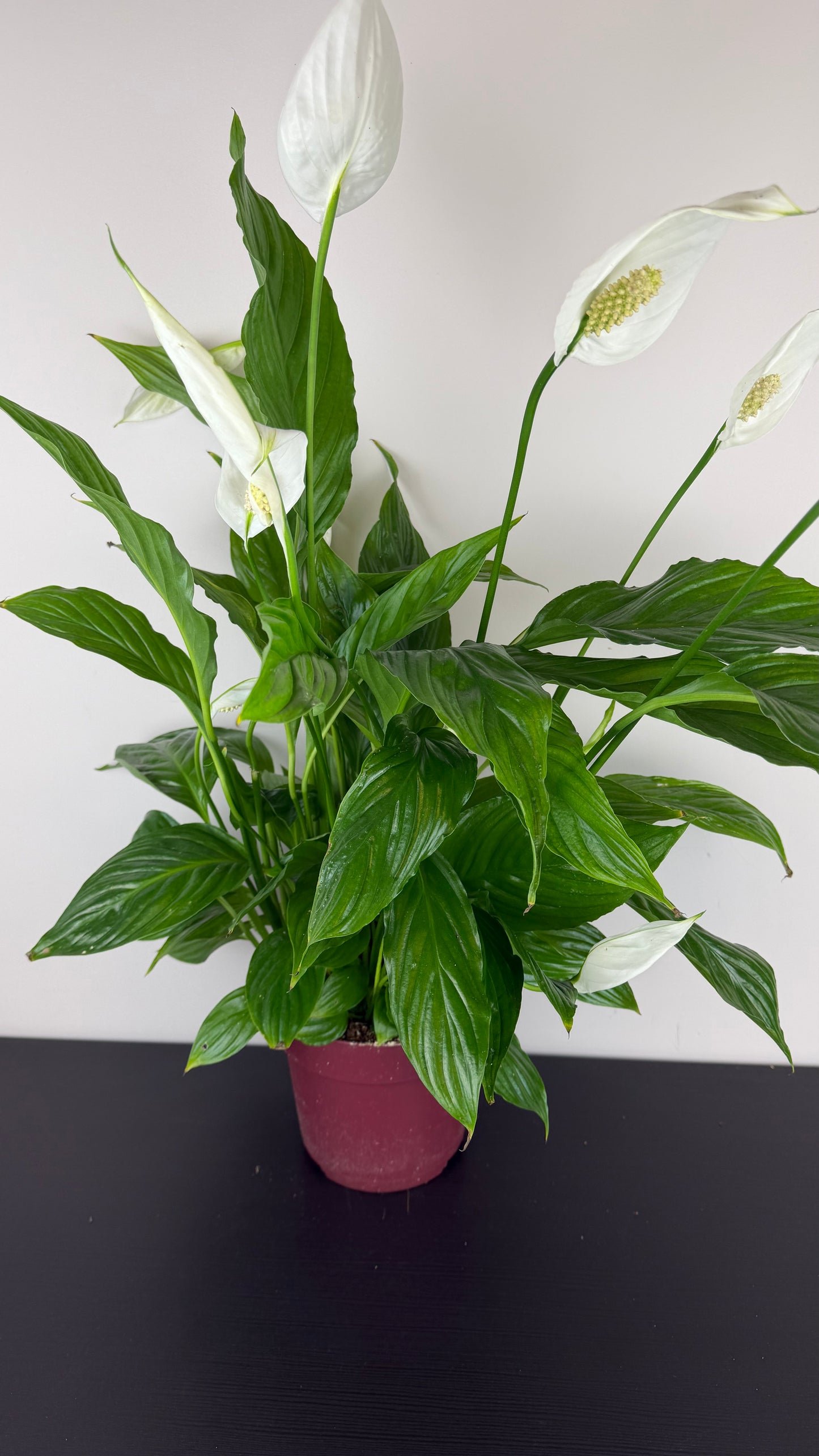 Spathiphyllum