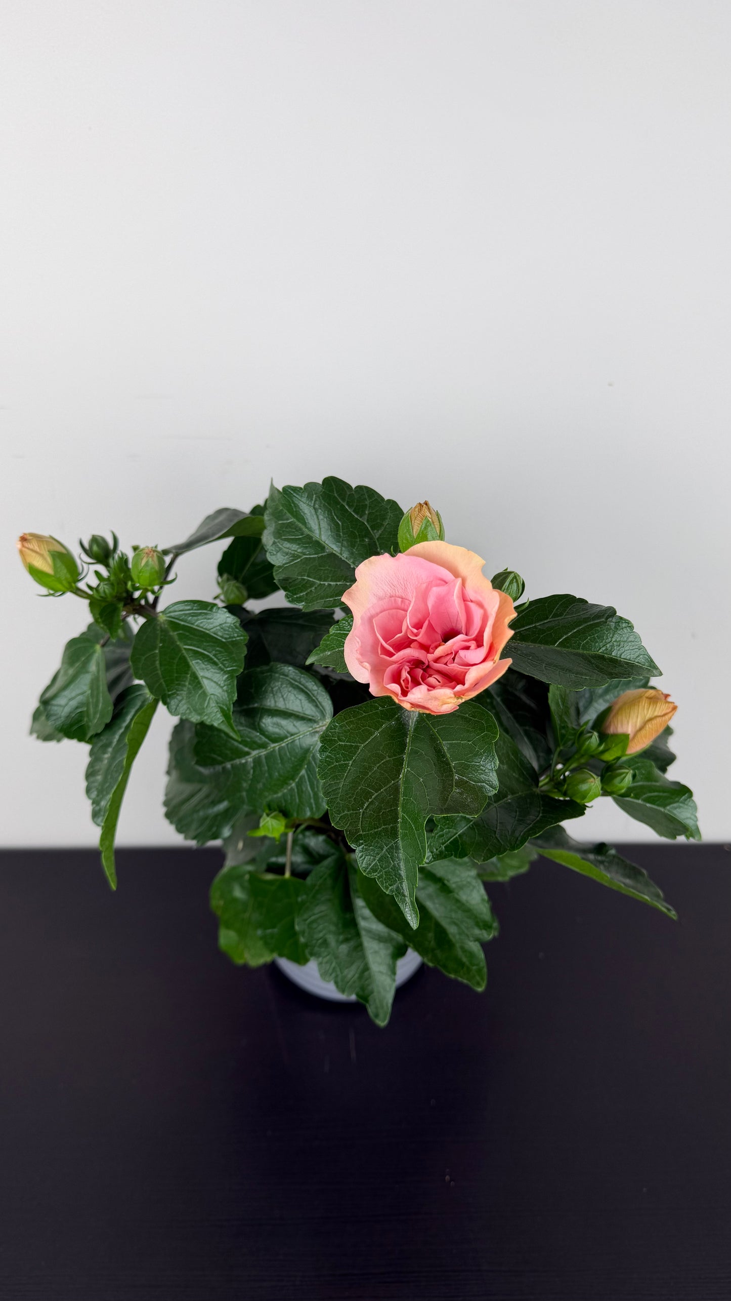 Hibiscus rose double