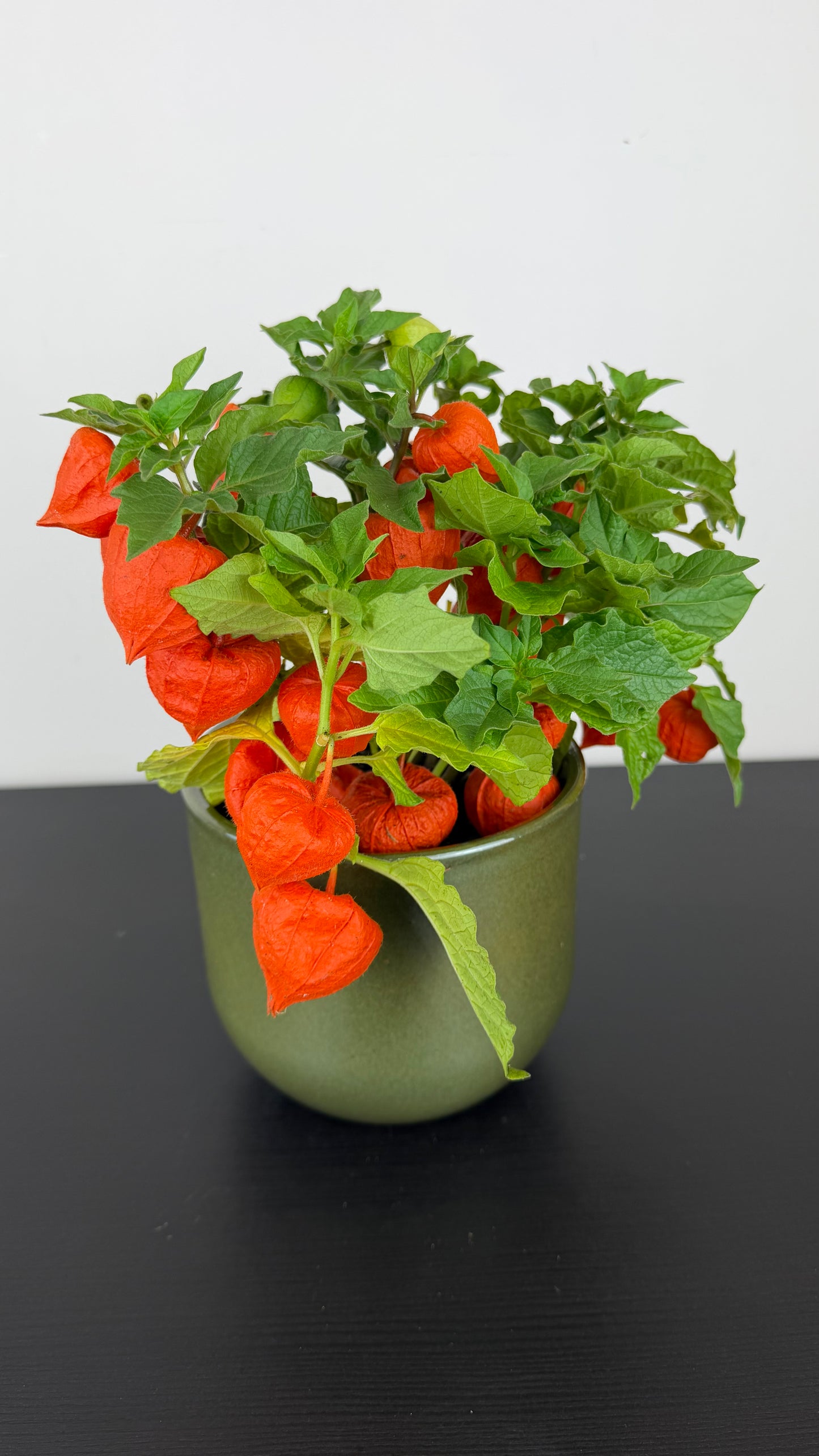 Physalis alkekengi