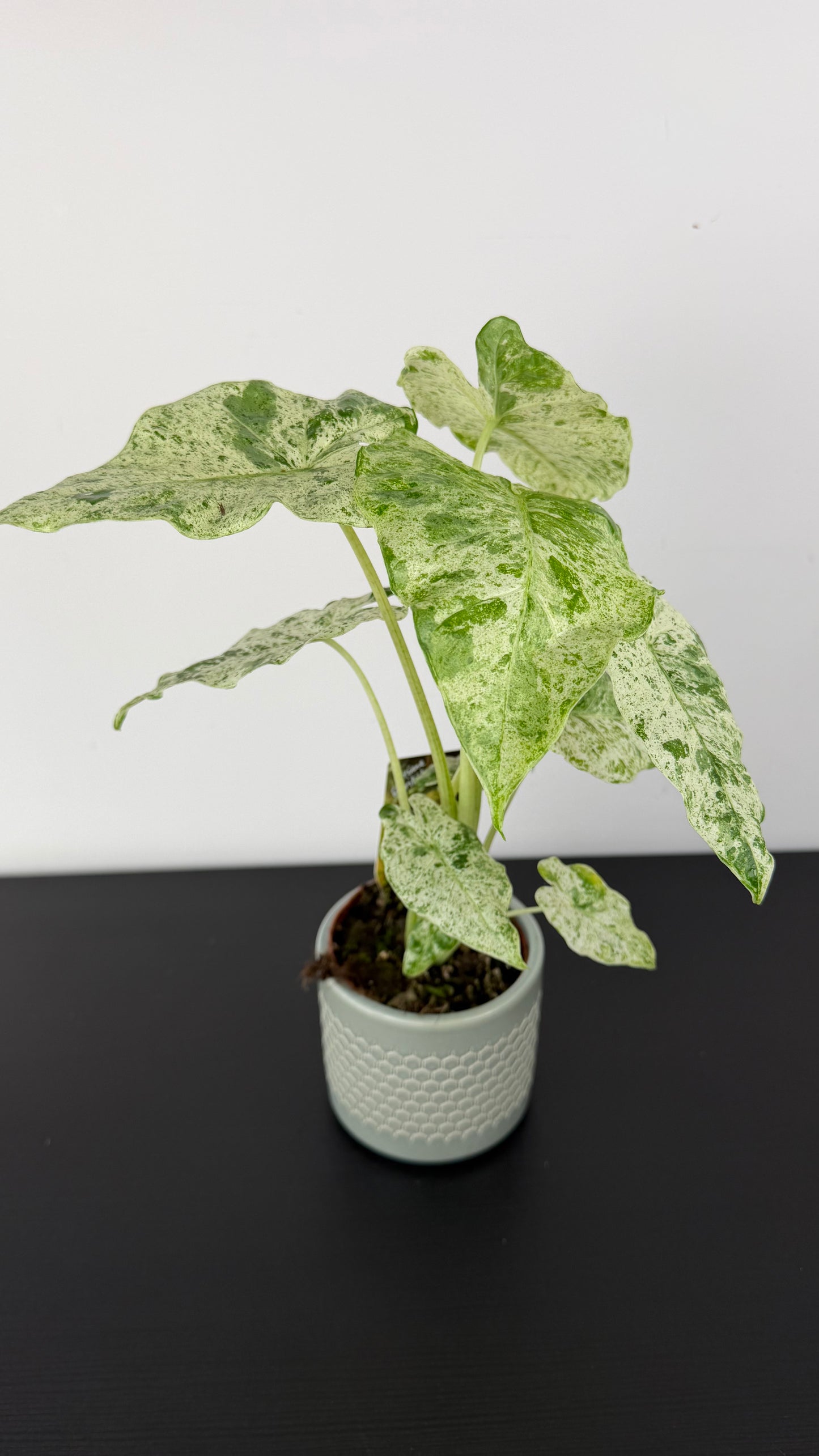 Alocasia odora Batik Variegata