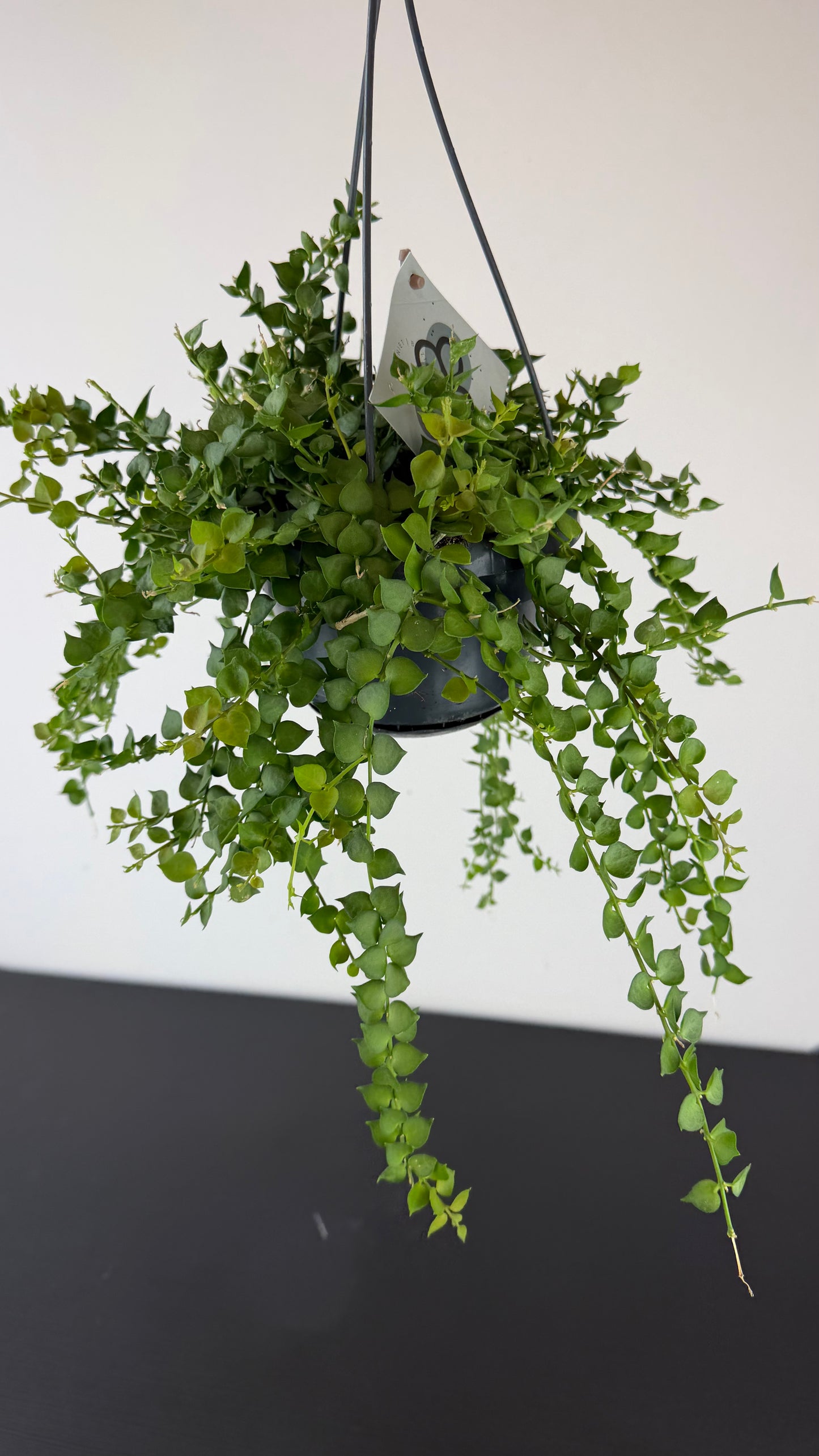Dischidia ruscifolia