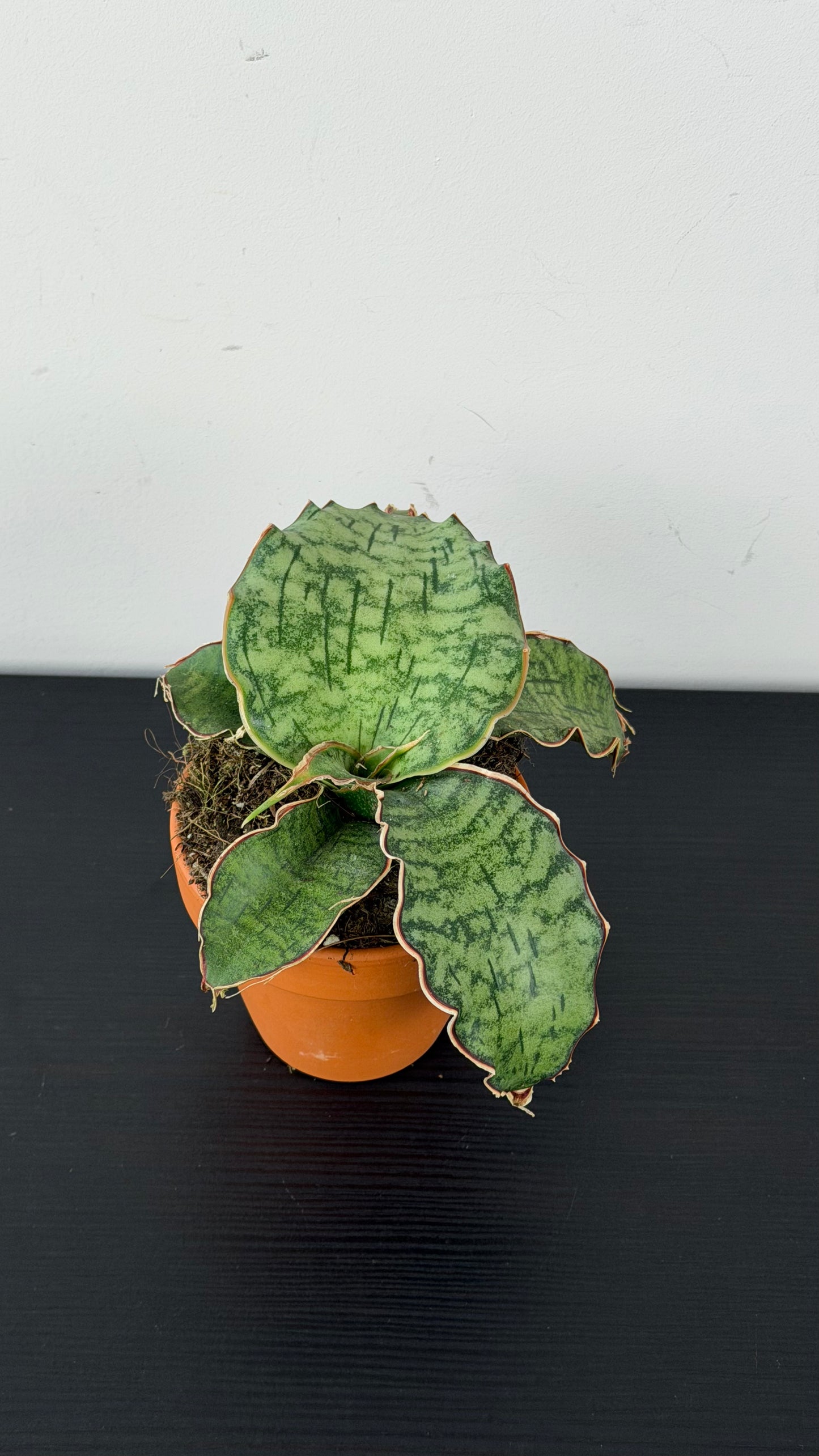 Sansevieria Kirkii Silver Blue