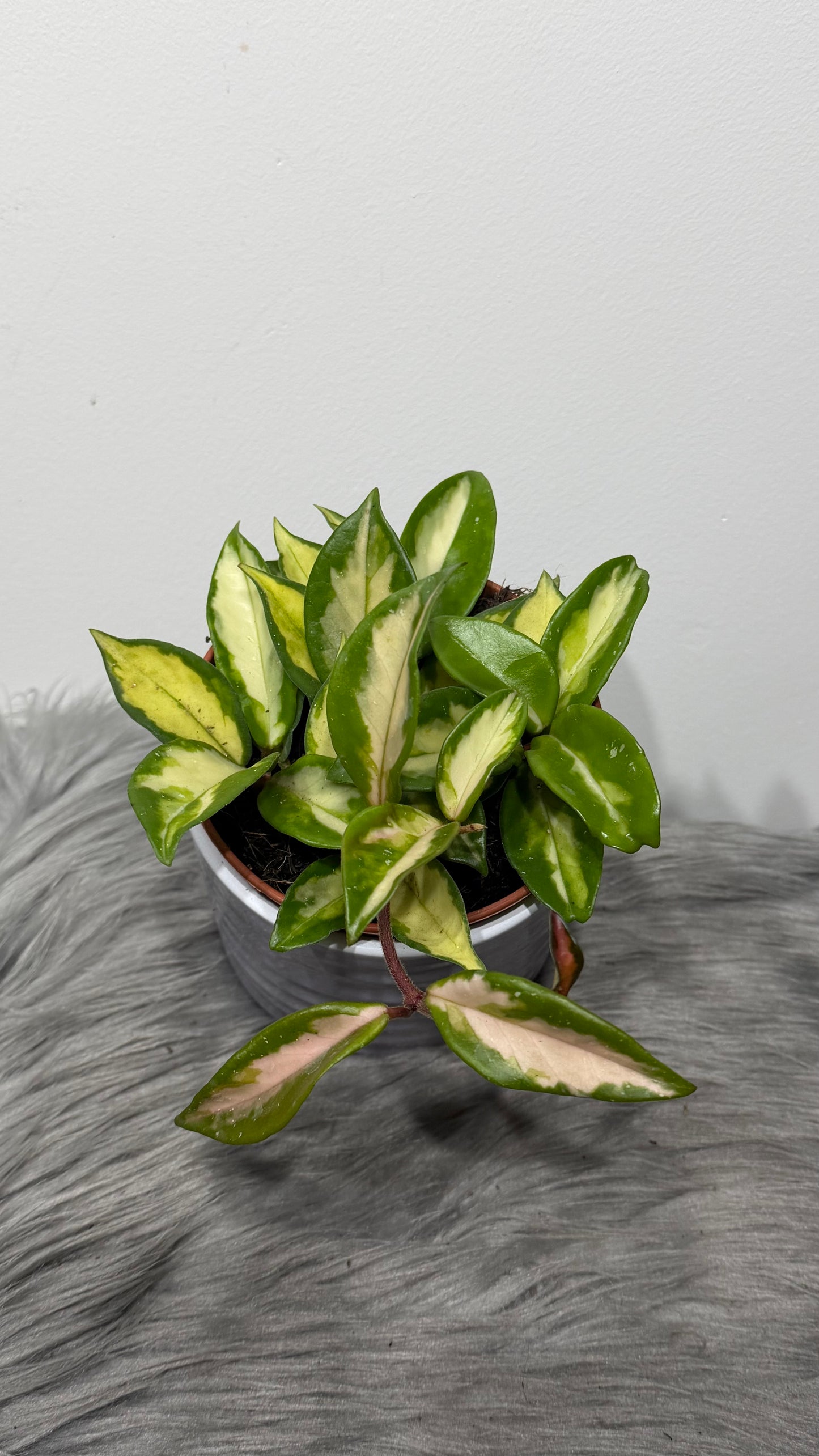 Hoya carnosa 'Tricolor'