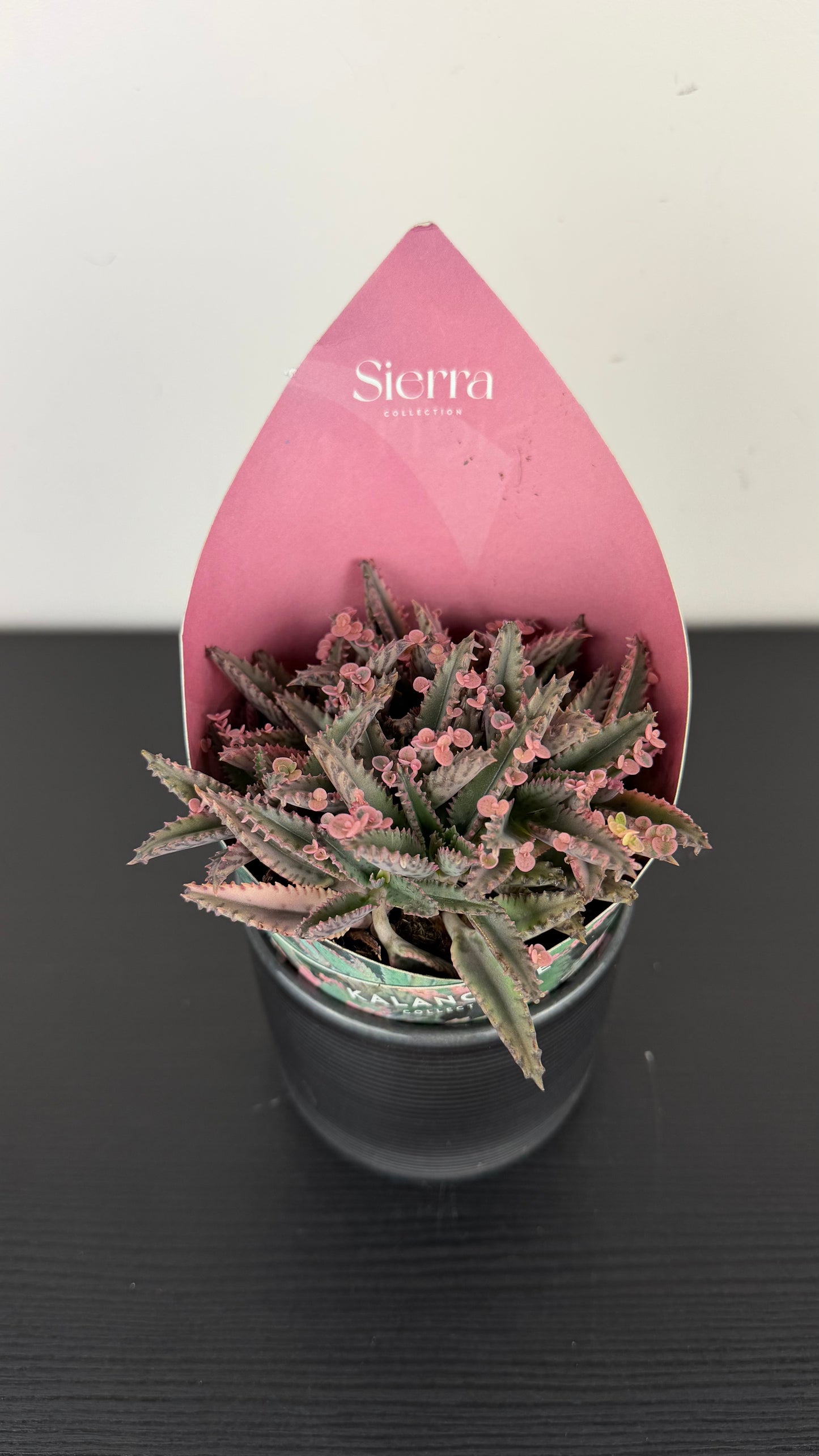 Kalanchoe Pink Butterfly