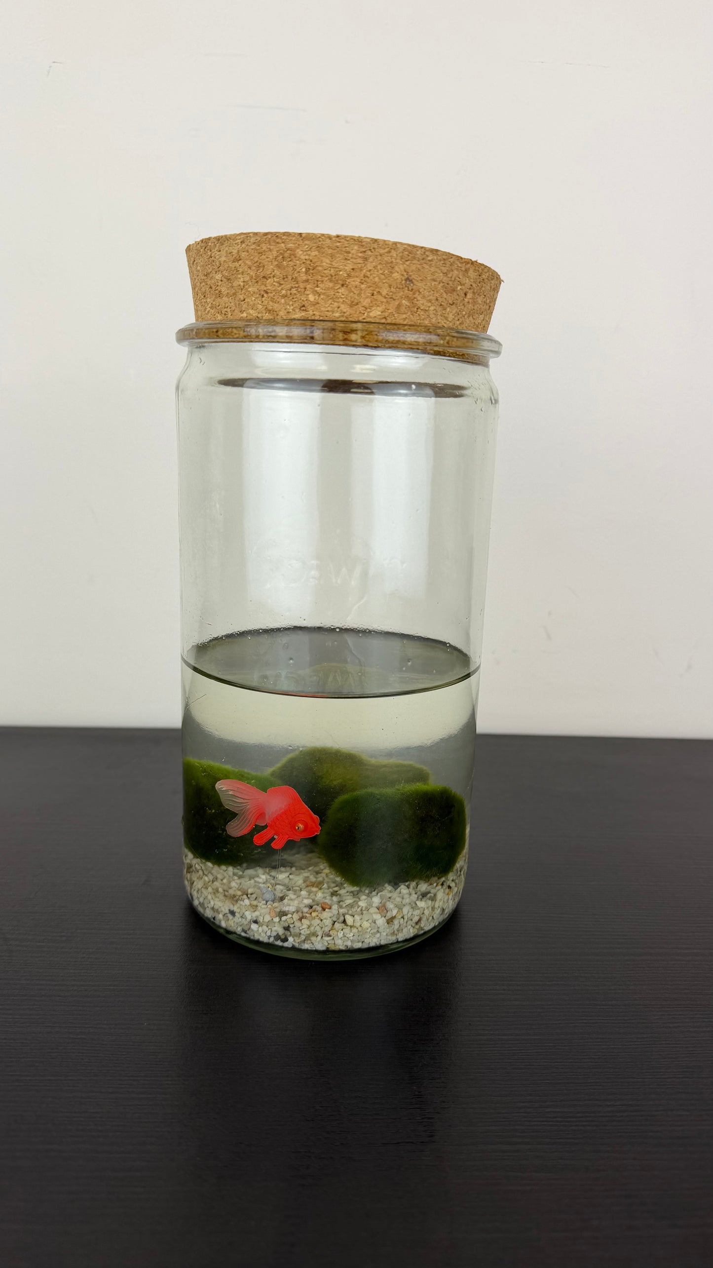 Marimo augs