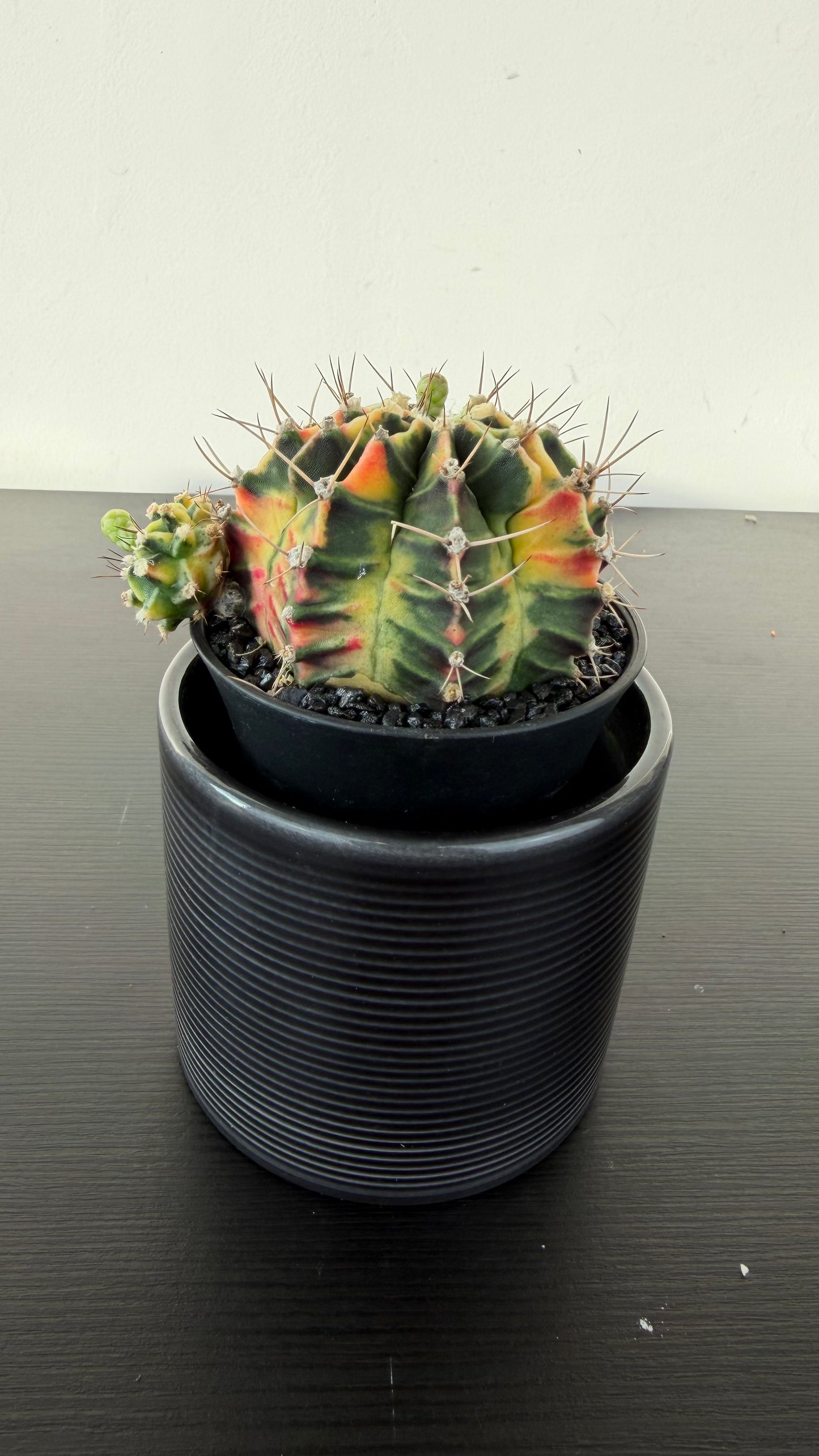 Gymnocalycium mihanovichii variegata
