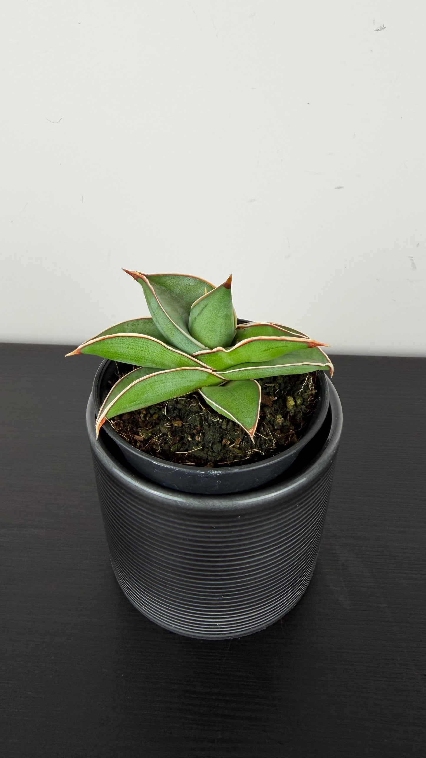 Sansevieria Almond Silver Sweet