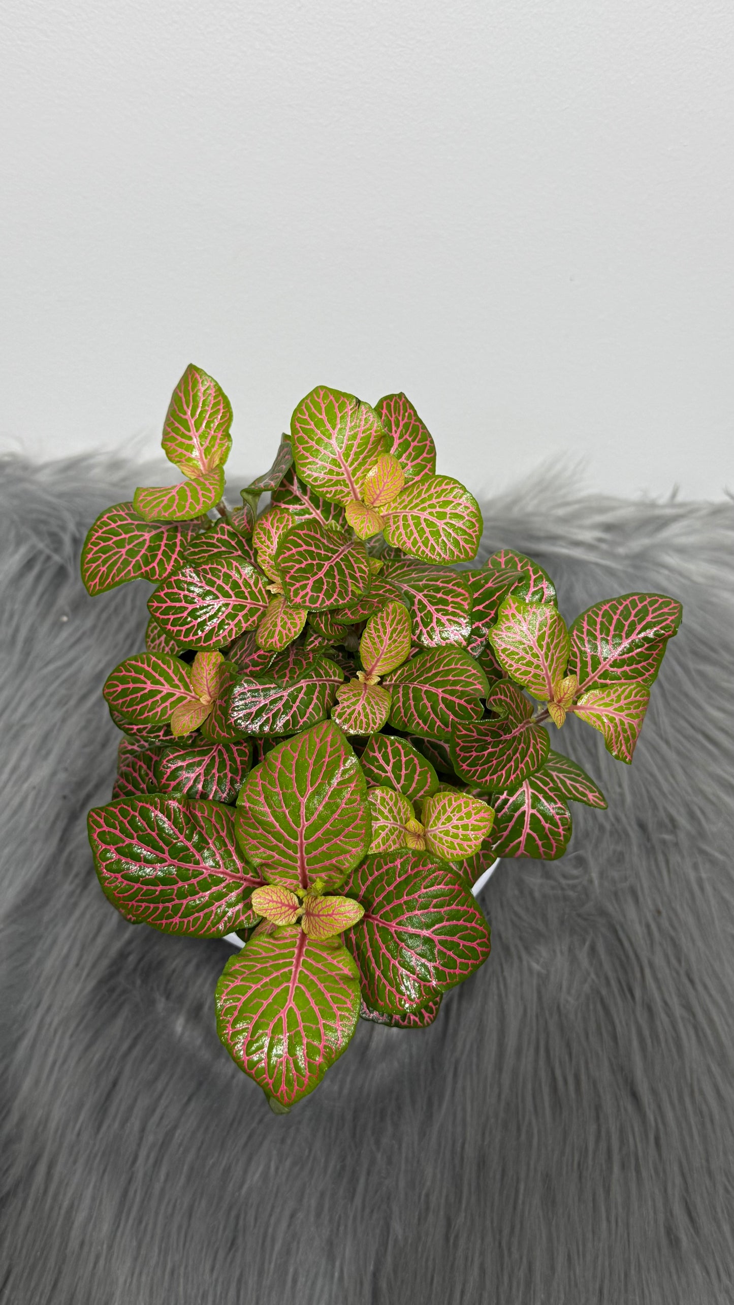 Fittonia 7