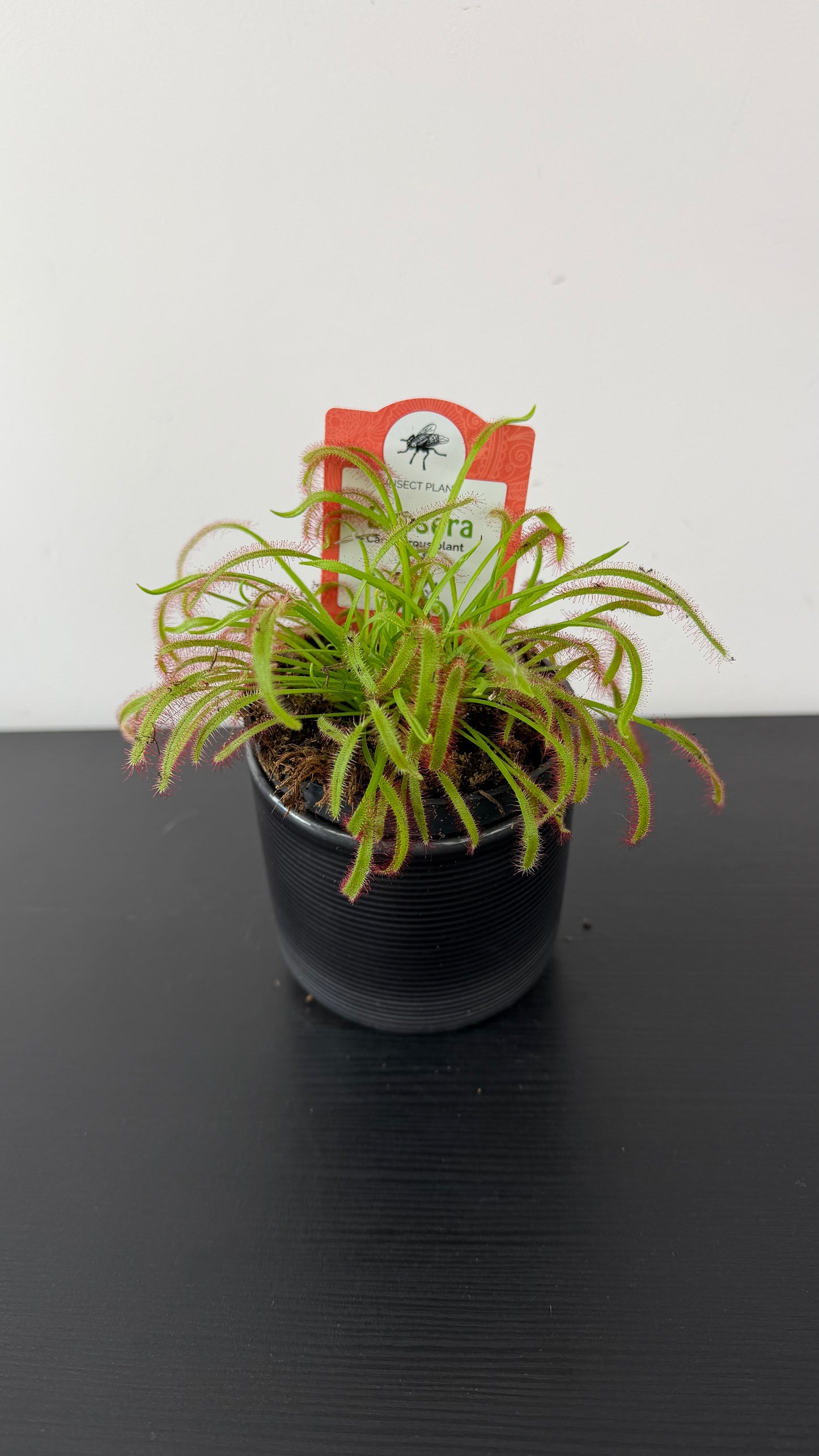 Drosera 4