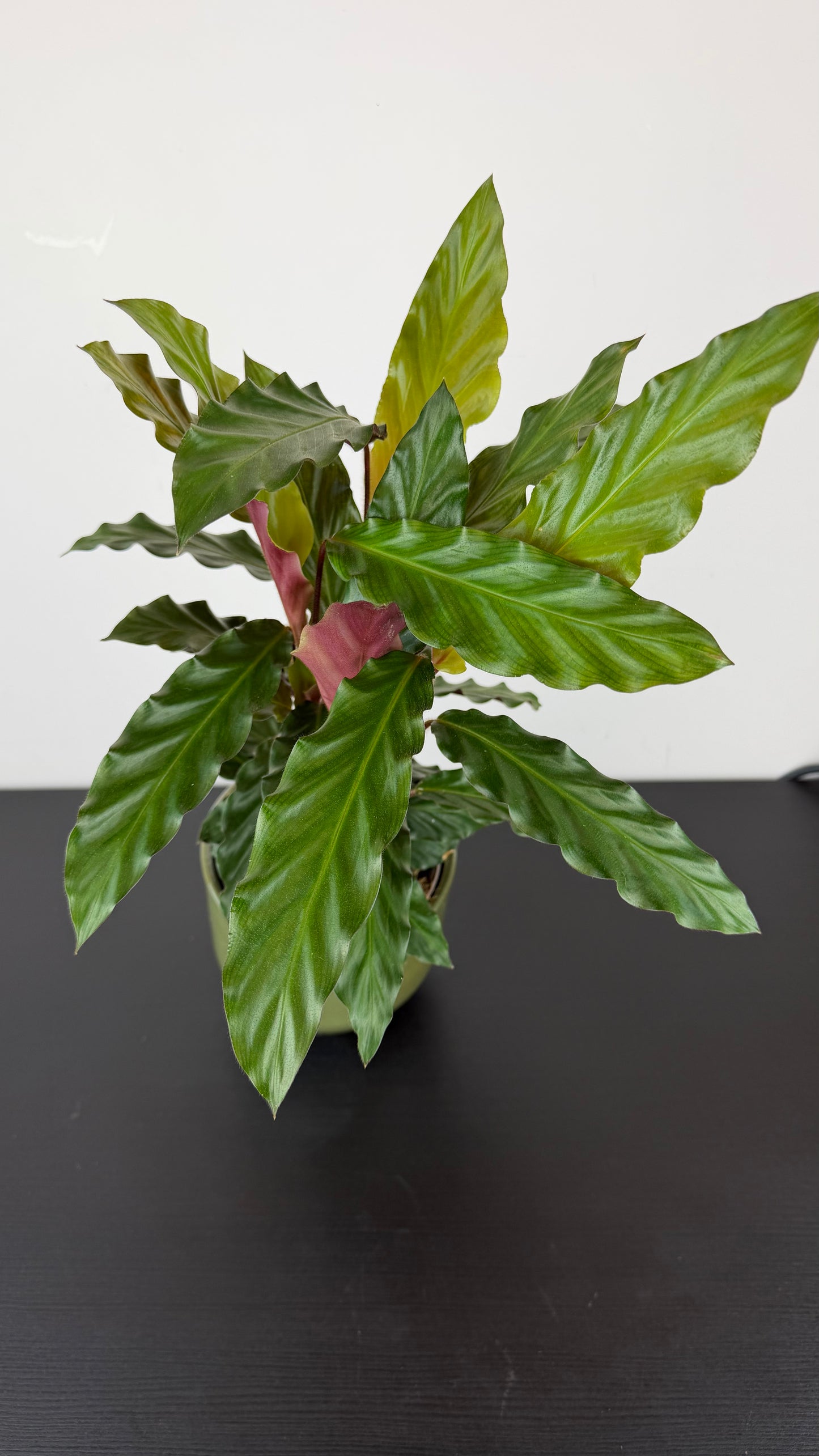 Calathea 4