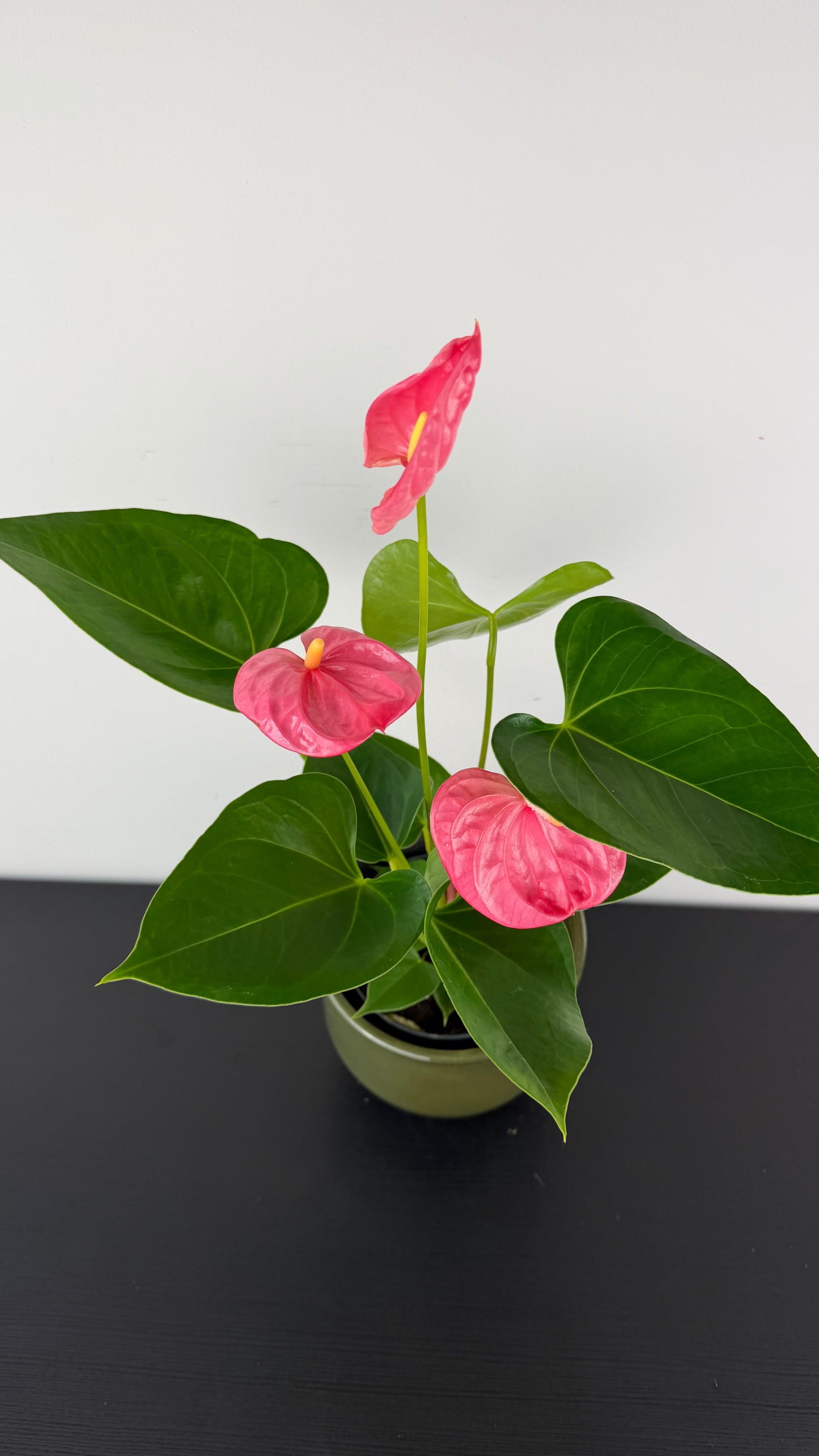 Anthurium Pink
