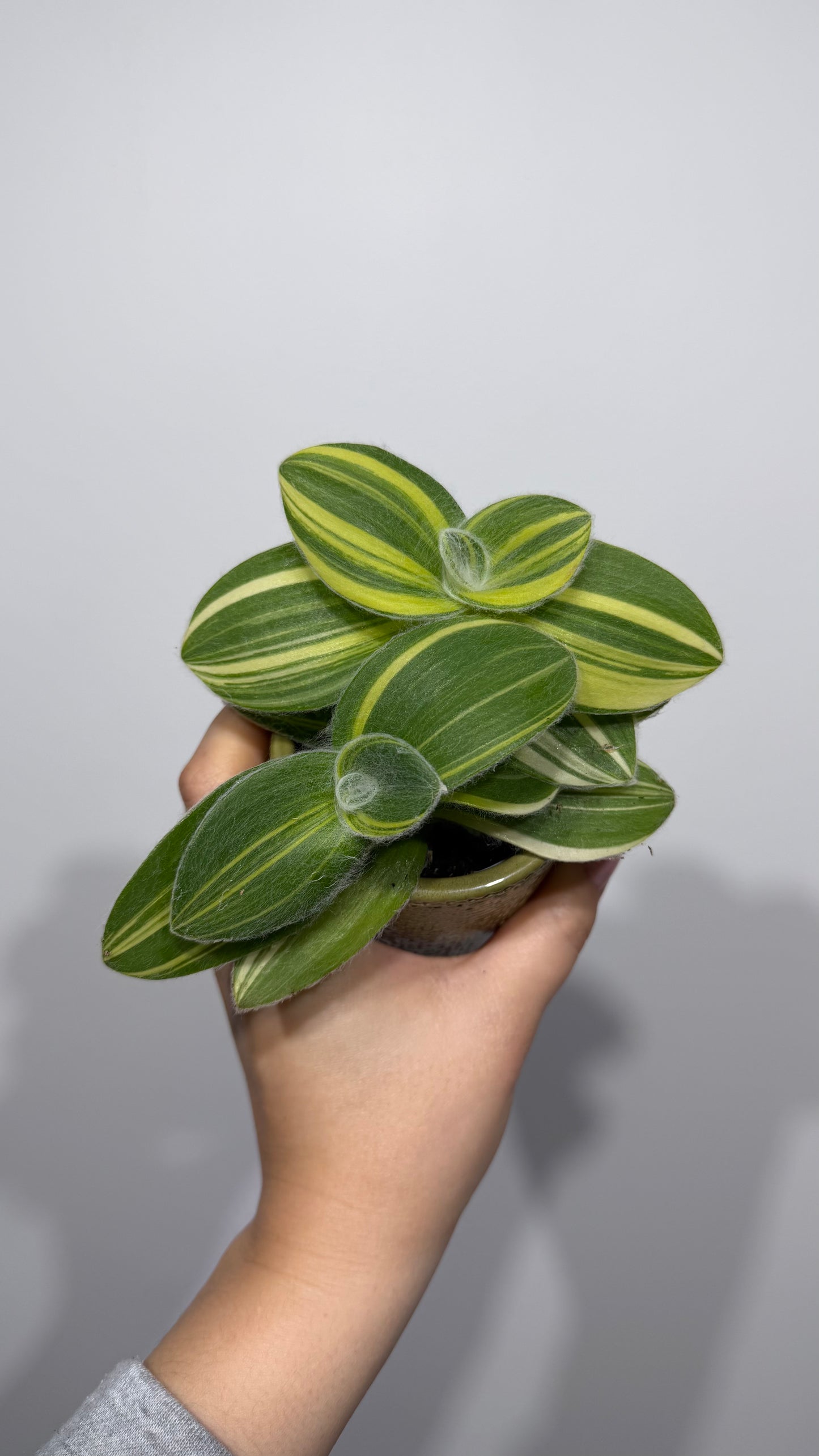 Tradescantia Sillamontana Variegata