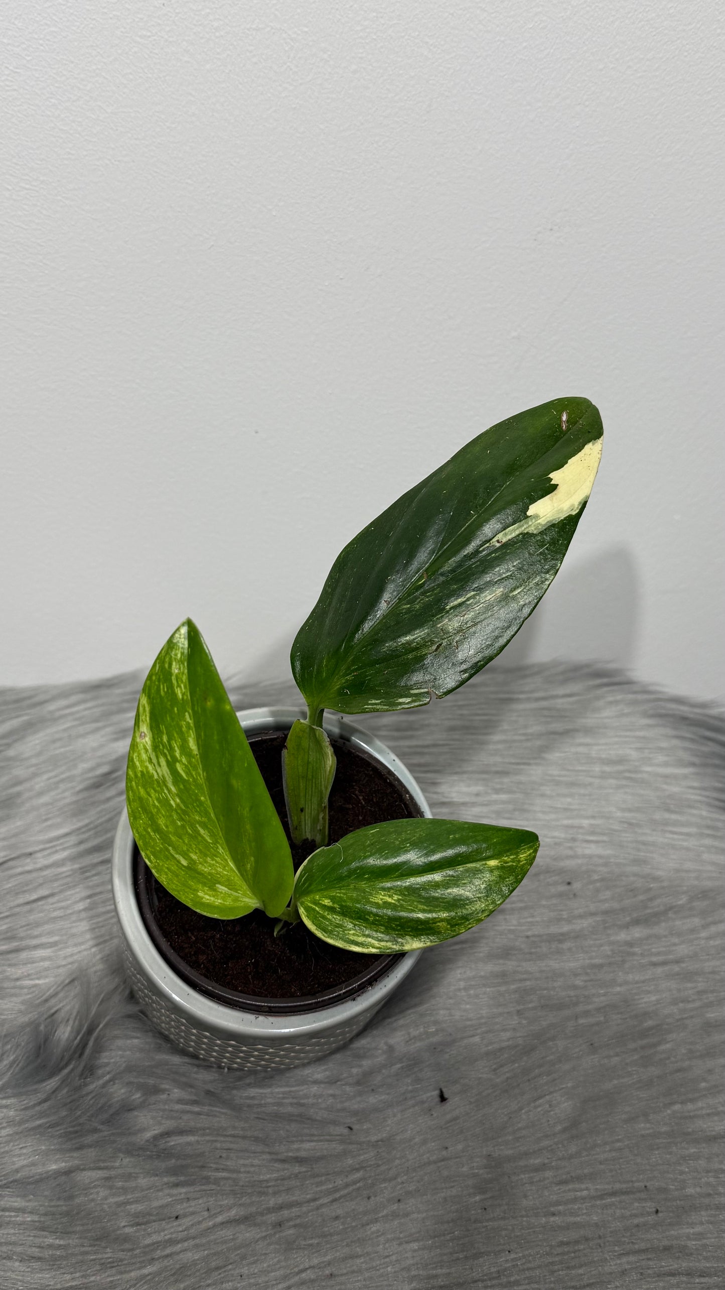 Monstera standleyana variegata