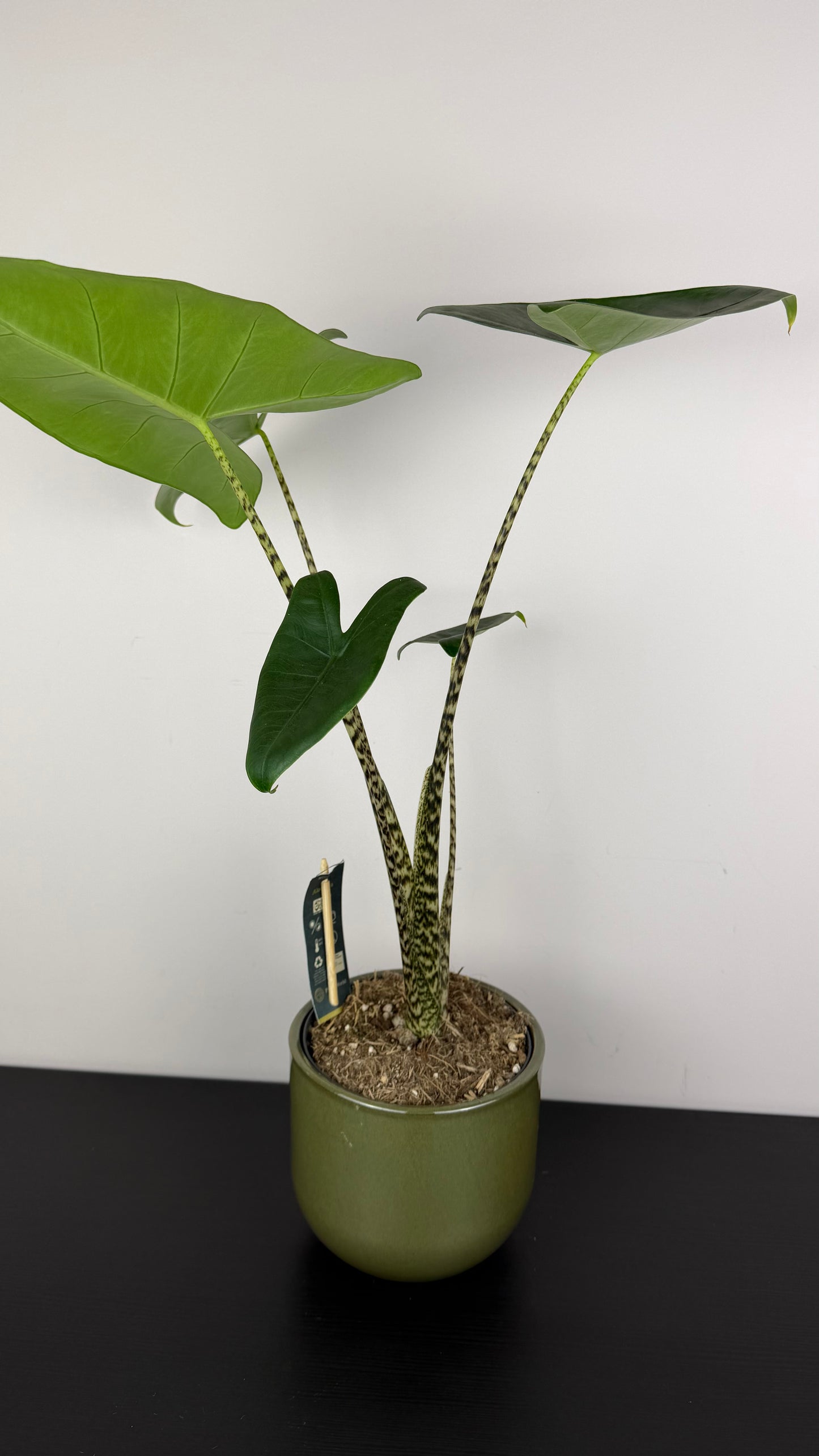 Alocasia Zebrina