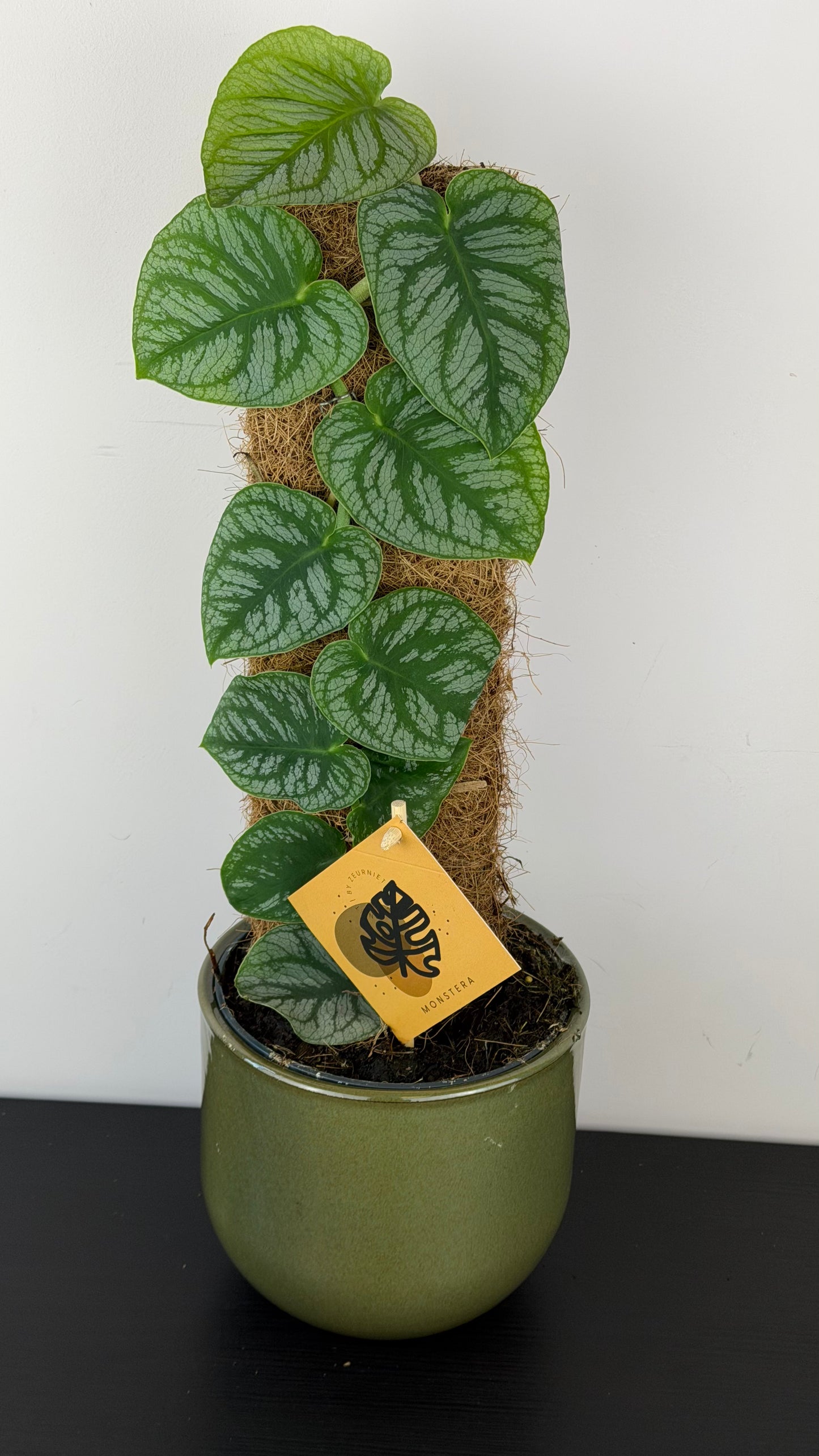 Monstera dubia