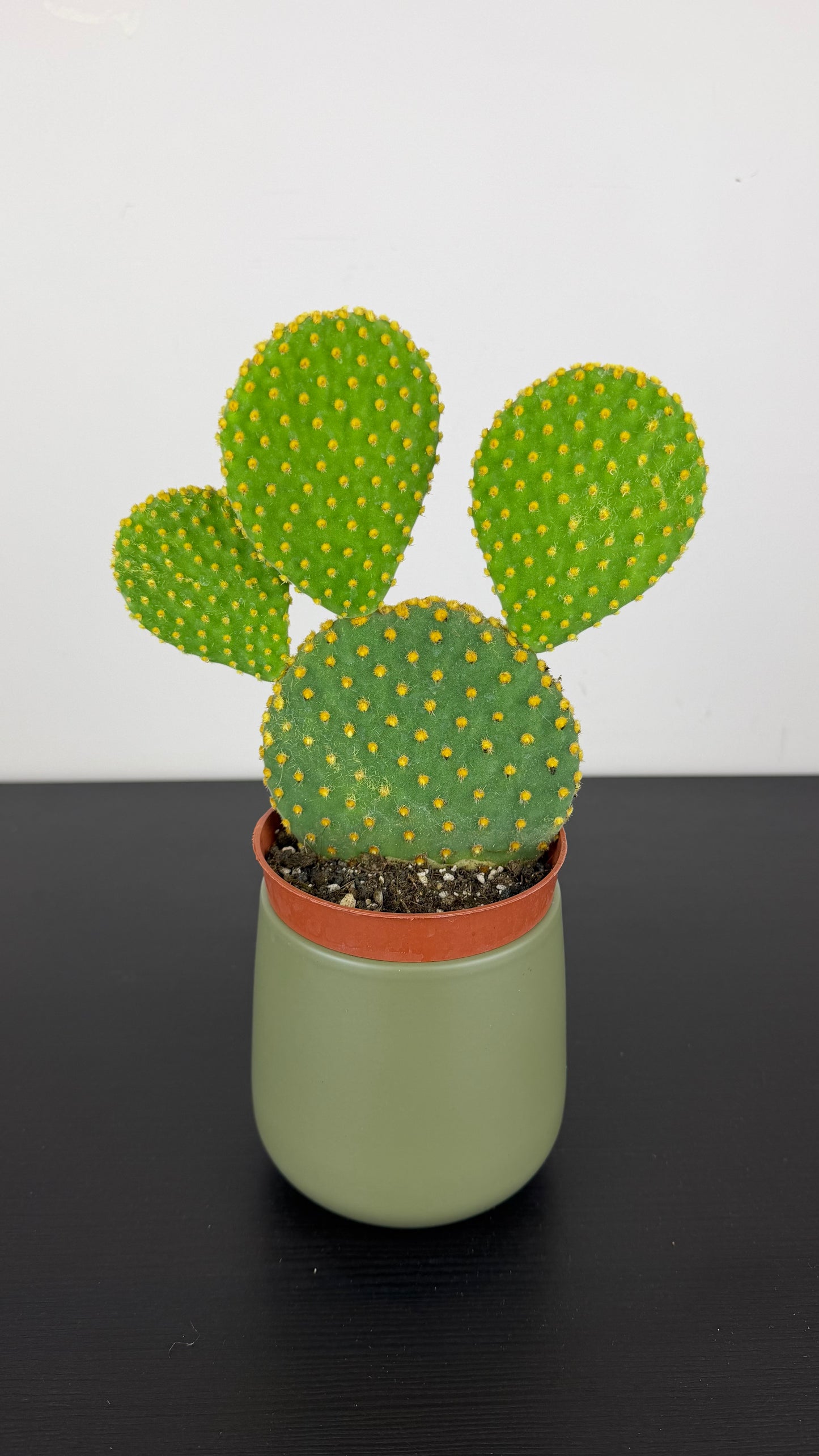 Opuntia microdasys 1