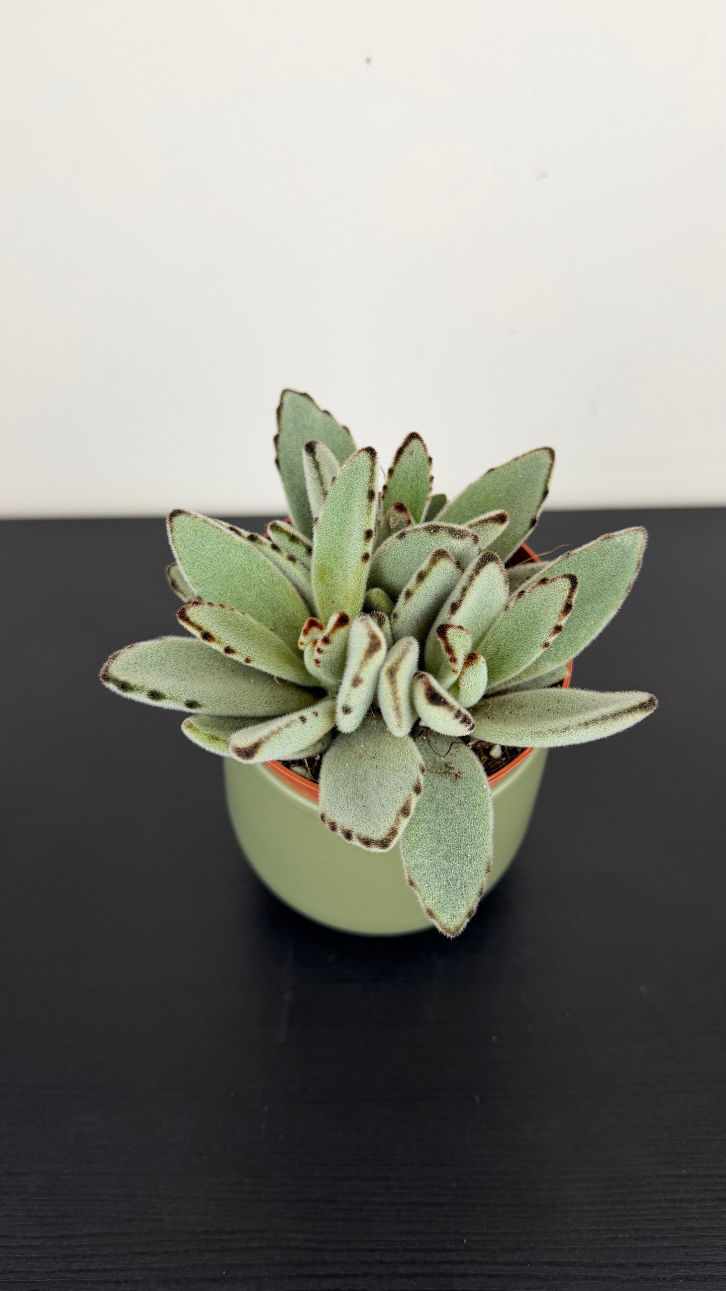 Kalanchoe Tomentosa