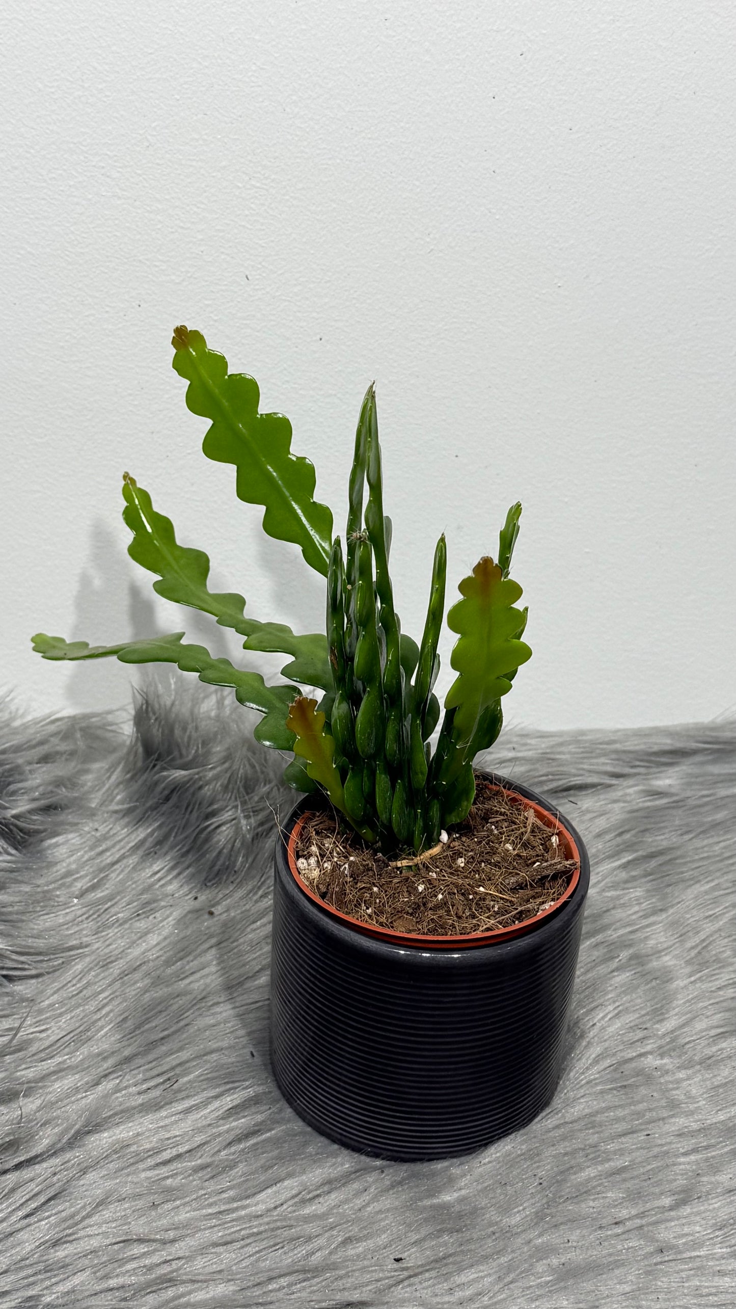 Epiphyllum Anguliger