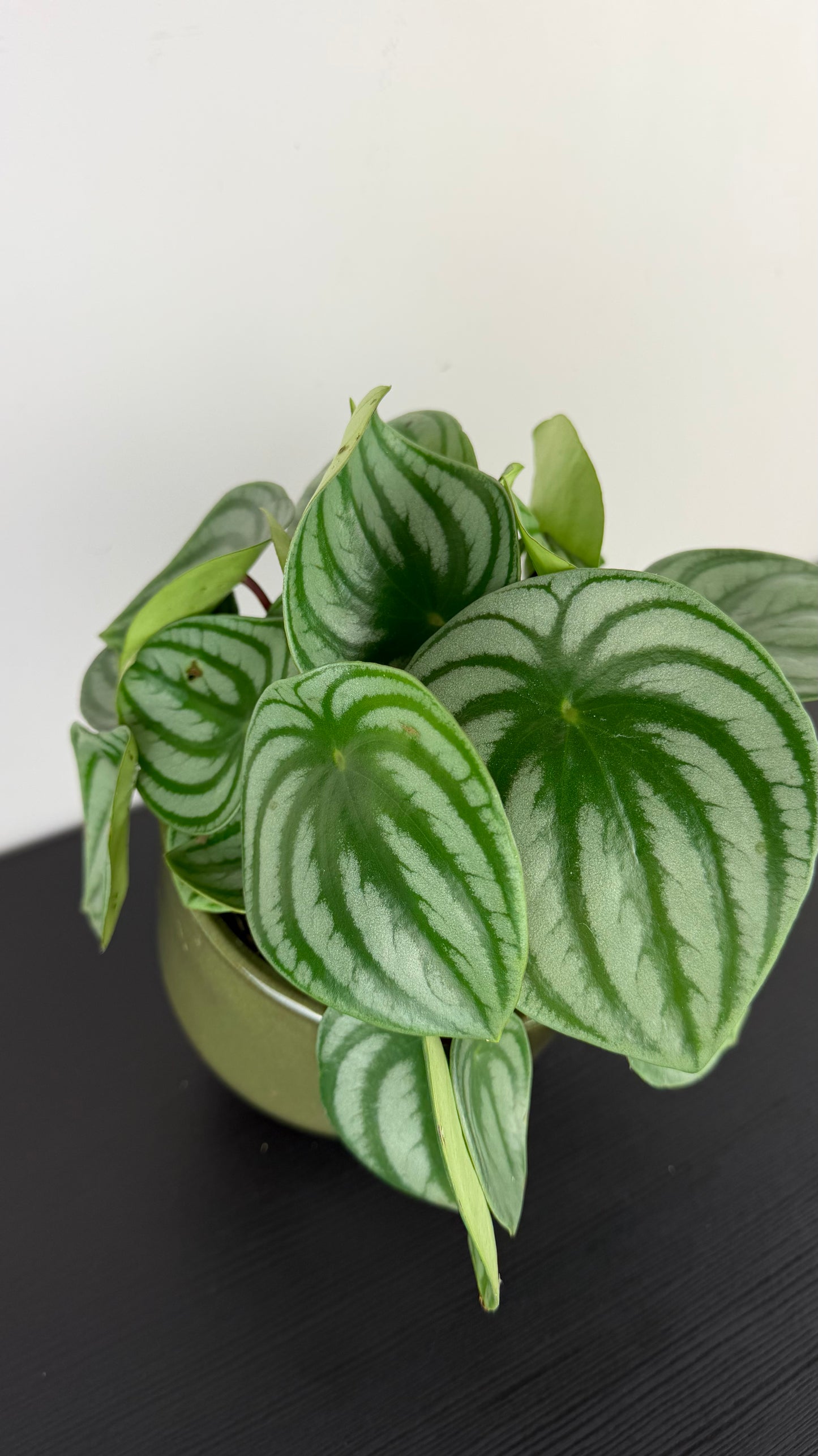 Peperomia Argyreia