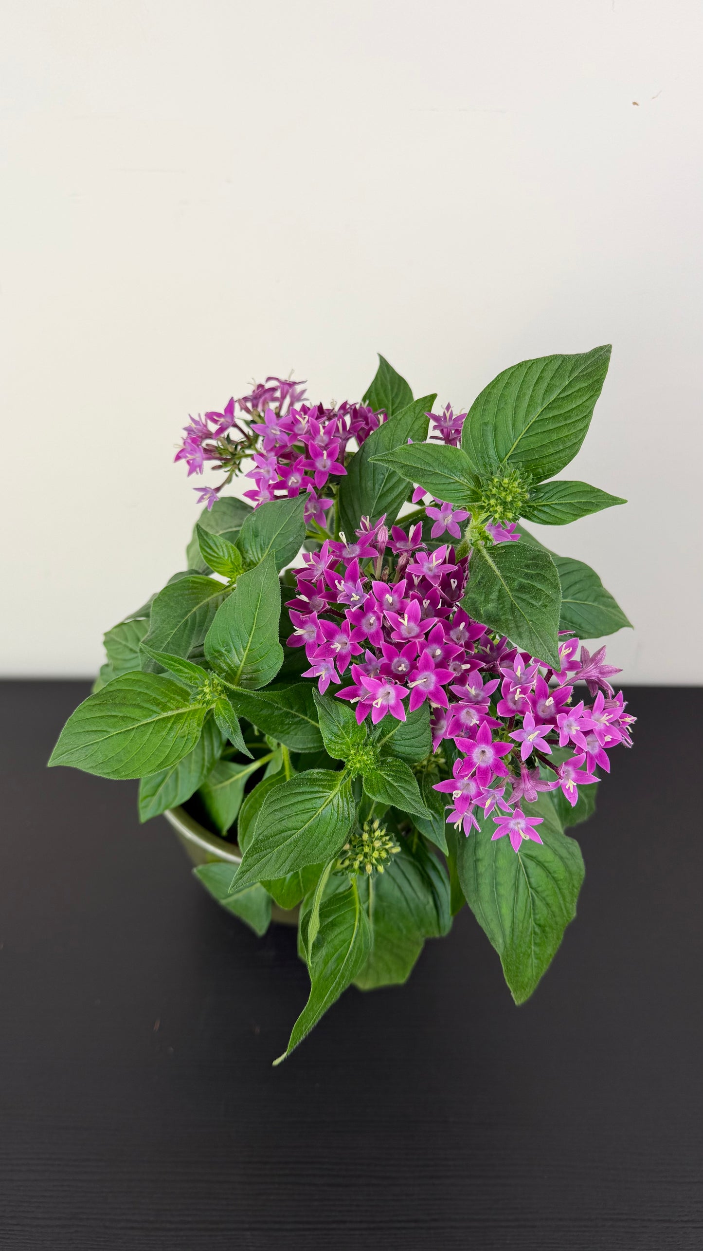 Pentas Lanceolata Lavandula