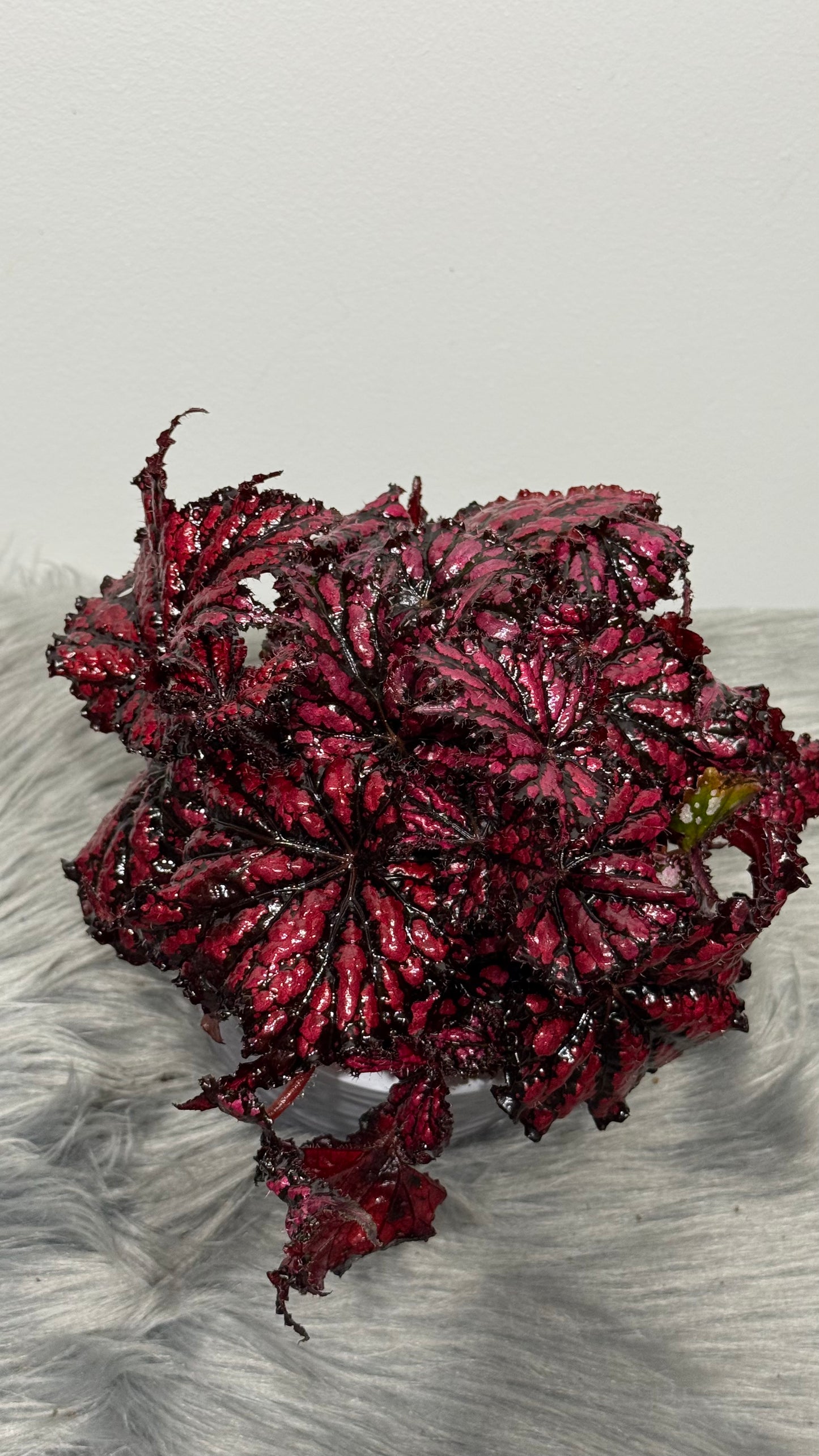 Begonia Rex 6