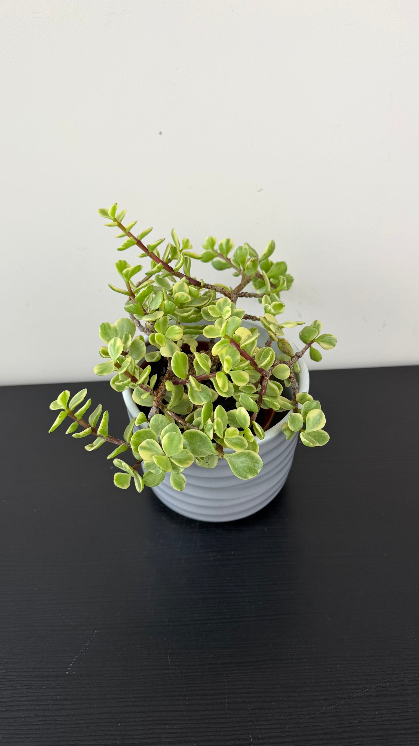 Portulacaria Afra Variegata