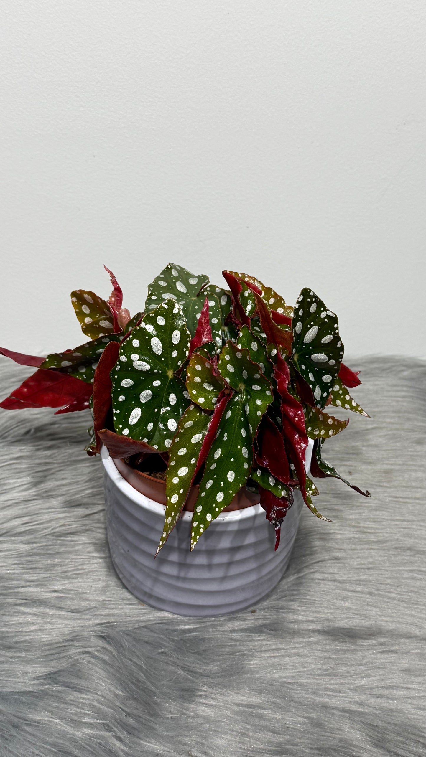Begonia Maculata