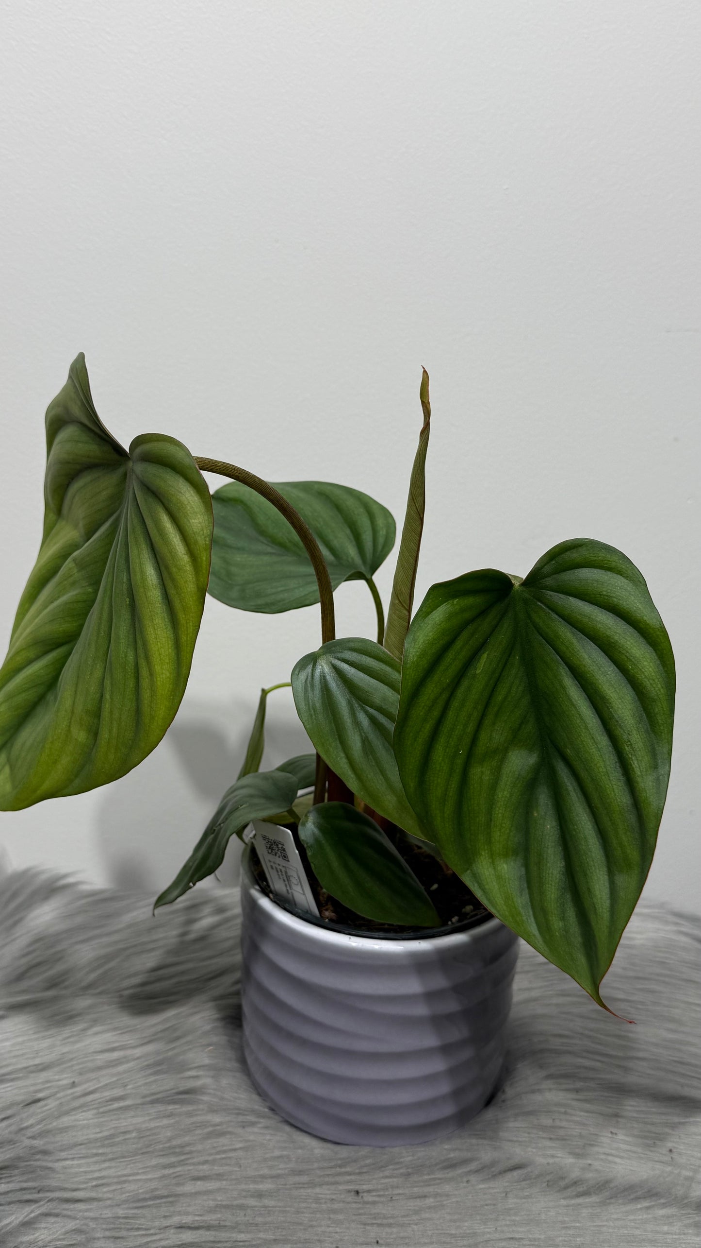 Philodendron Sp Colombia