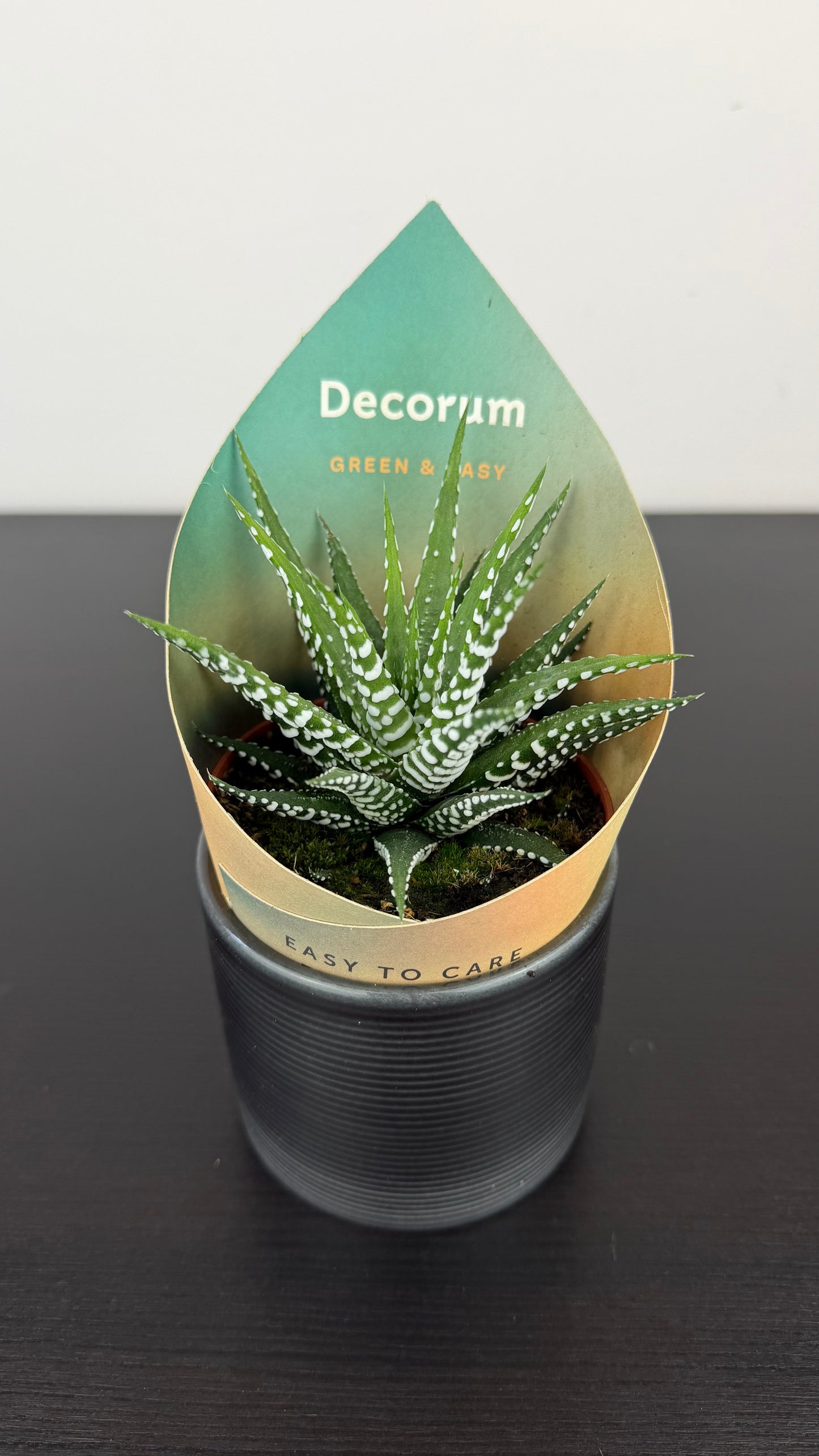 Haworthia Zebra