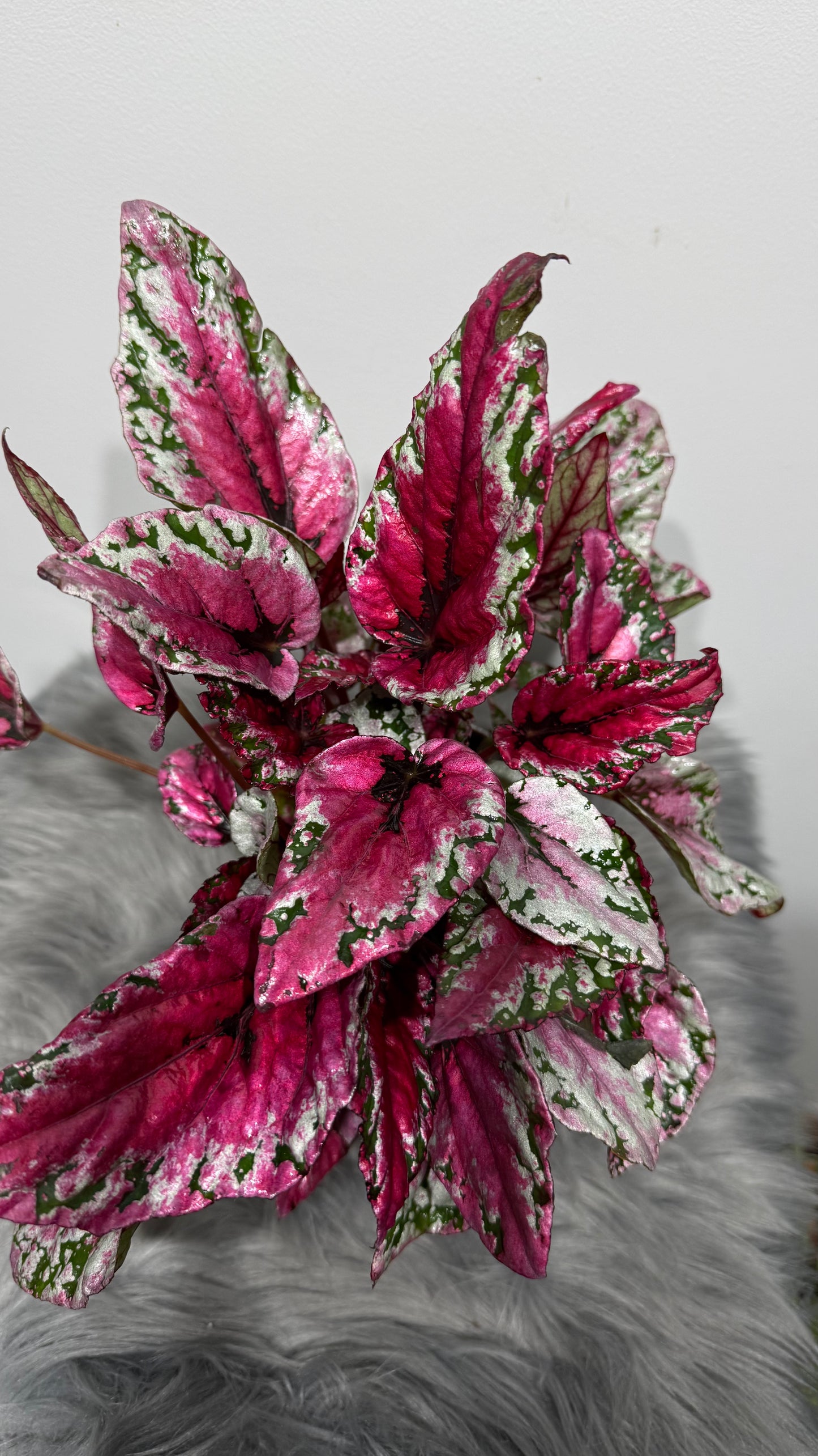 Begonia Beleaf 4