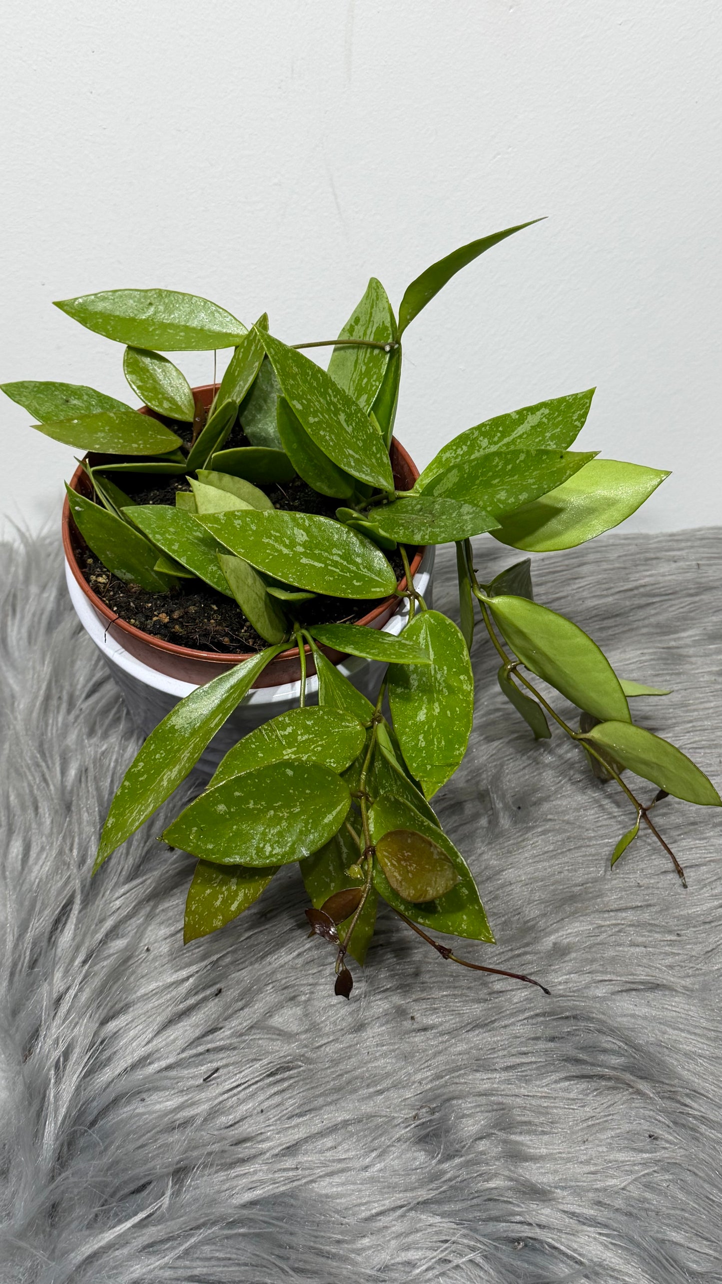 Hoya gracilis