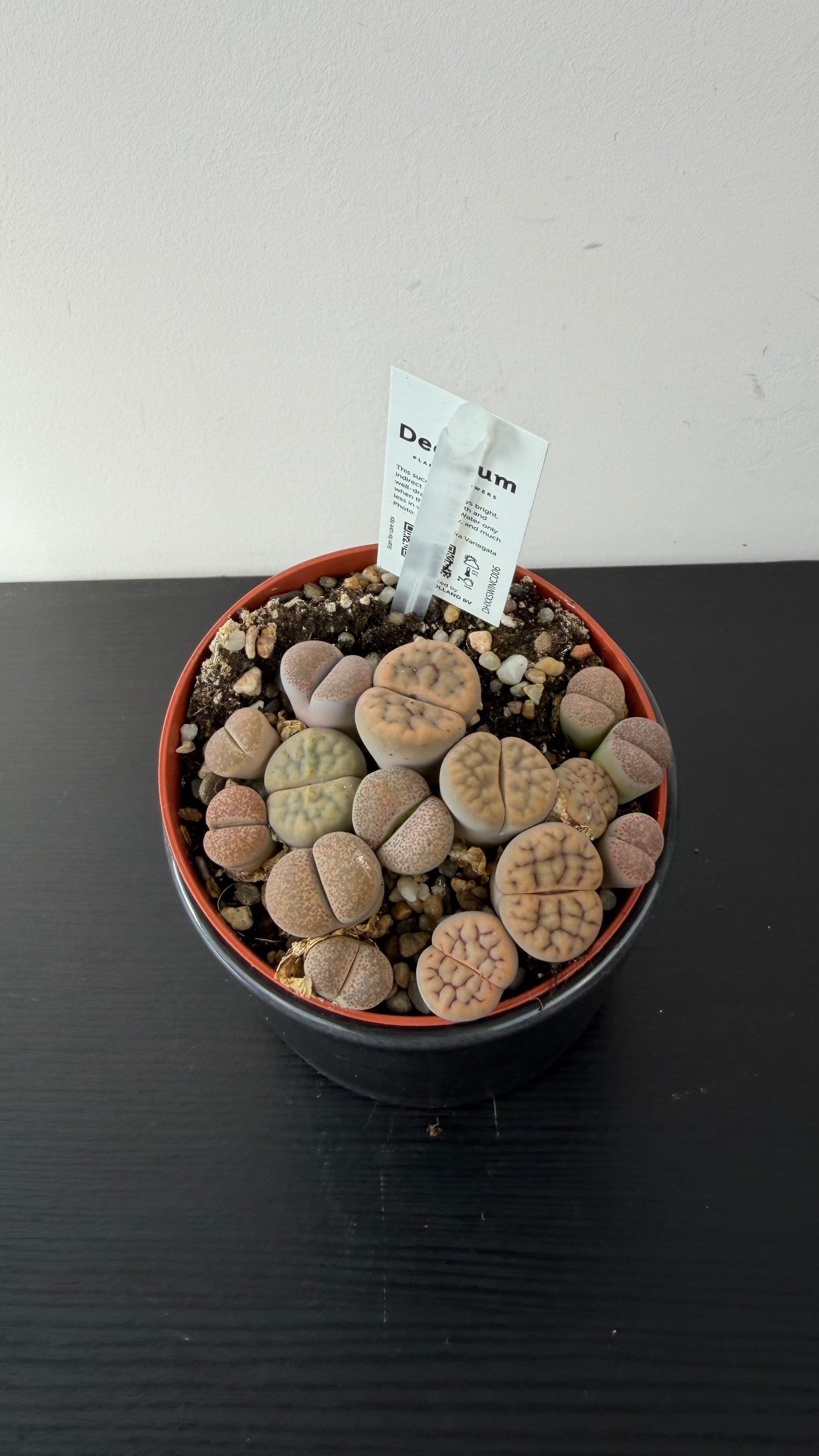 Lithops 8