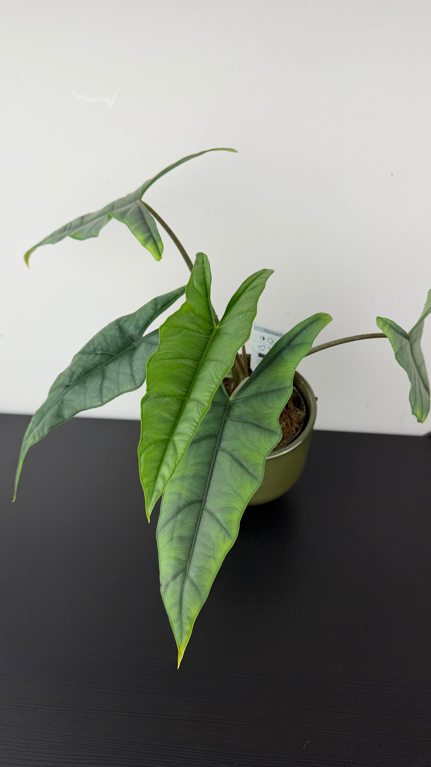 Alocasia heterophylla