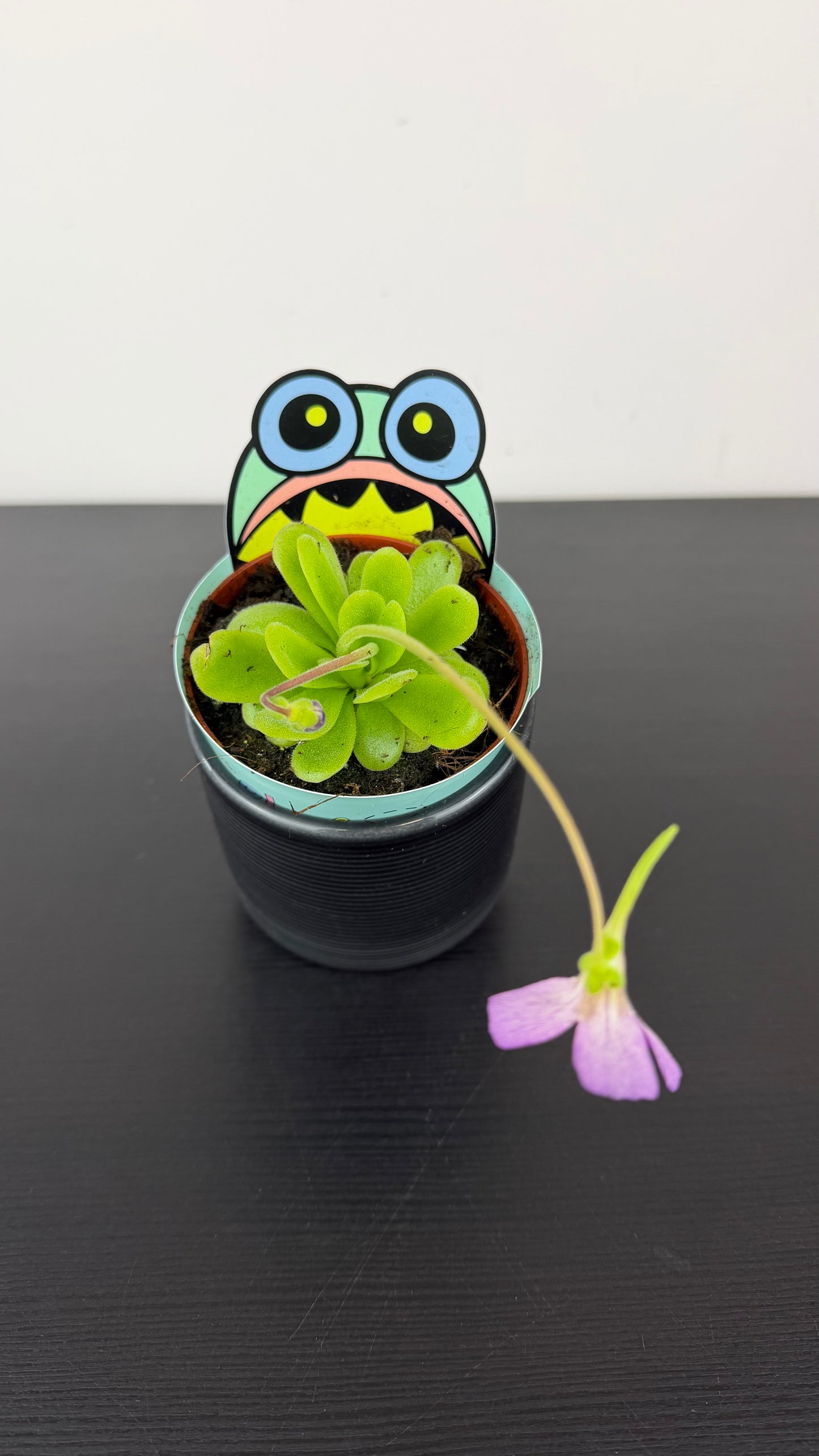 Pinguicula