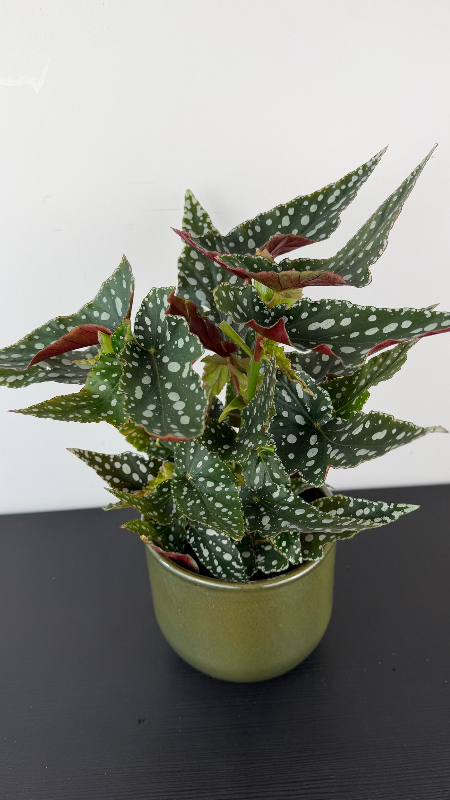 Begonia Maculata